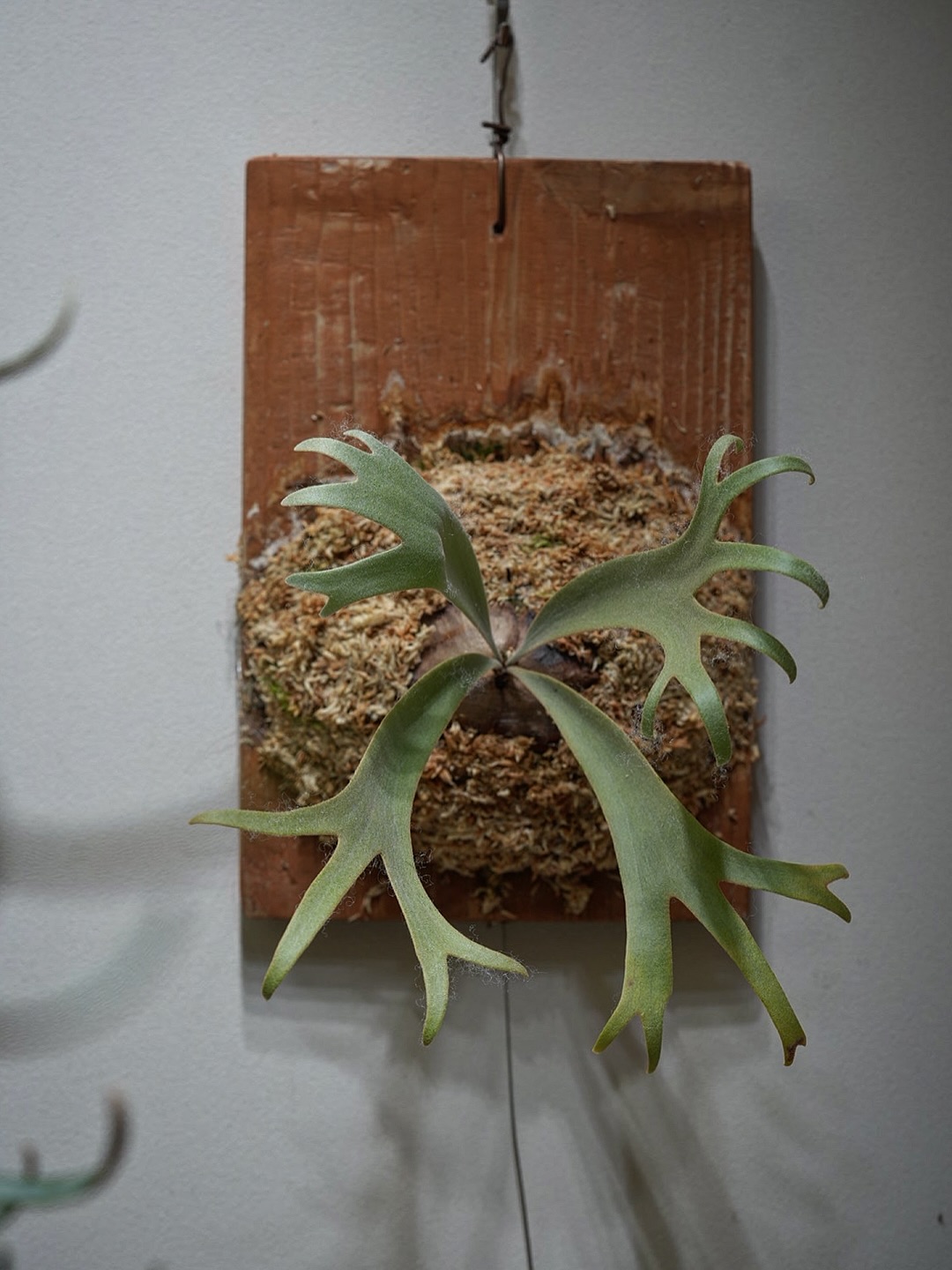 P.willinckii nadare from @190cm_botanical これも良いウィリ