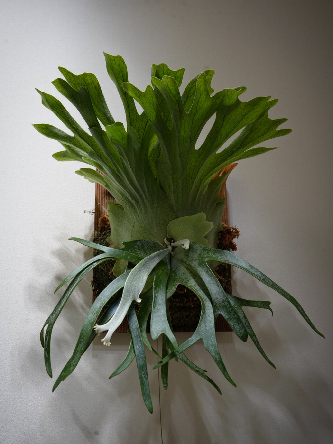 P.willinckii vanorn これはいいピピン系。