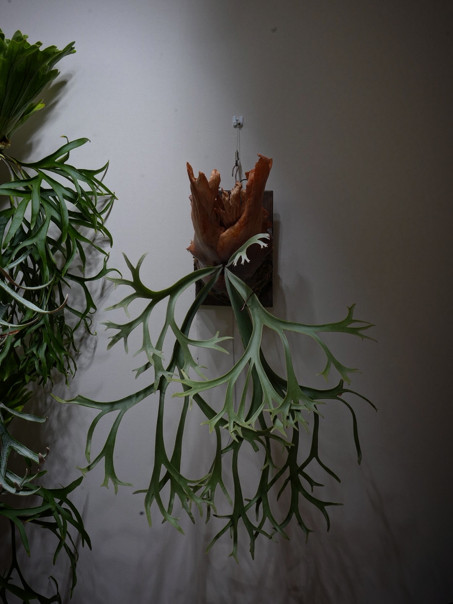 P.willinckii blue queen 成長速度が鈍化したため記録として。