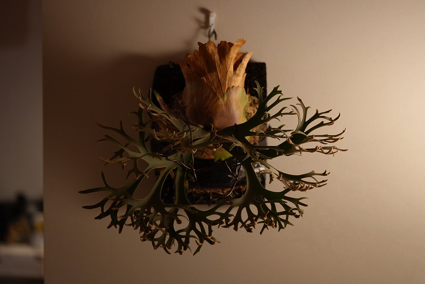 Platycerium willinckii OMG 良いですね。 今のところ何とか理想的な形を作れ