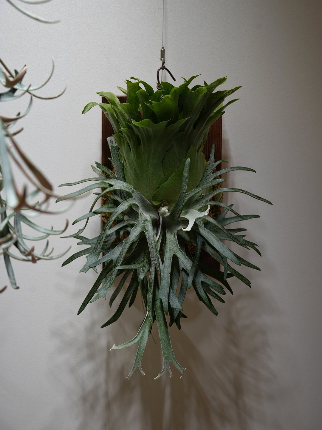 P.willinckii 伊弉諾 from @big_bell.plants_aqua 次の段階に進