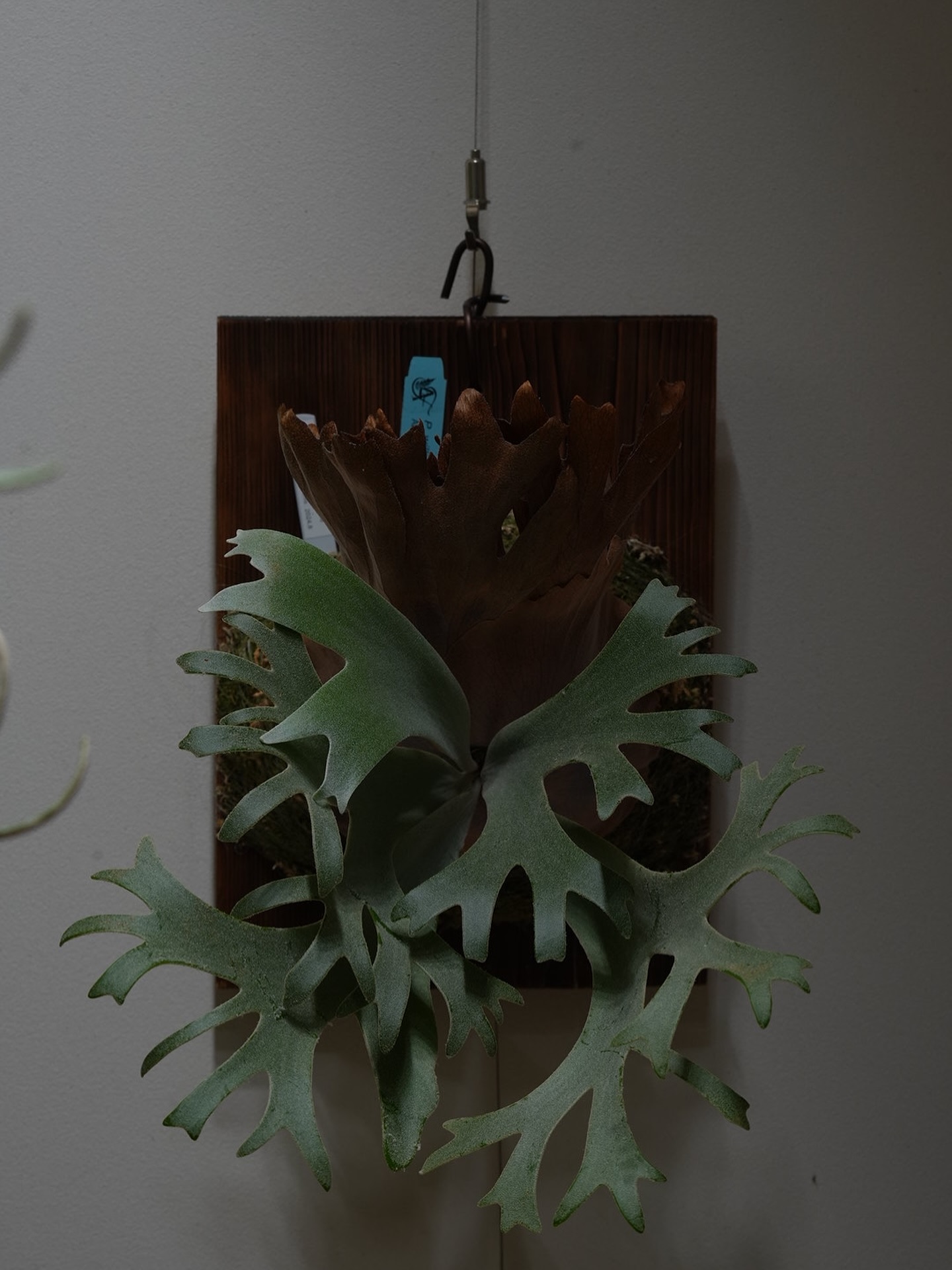 P.willinckii anne from @tmk_plants 胞子葉の勢いがなくなったので、