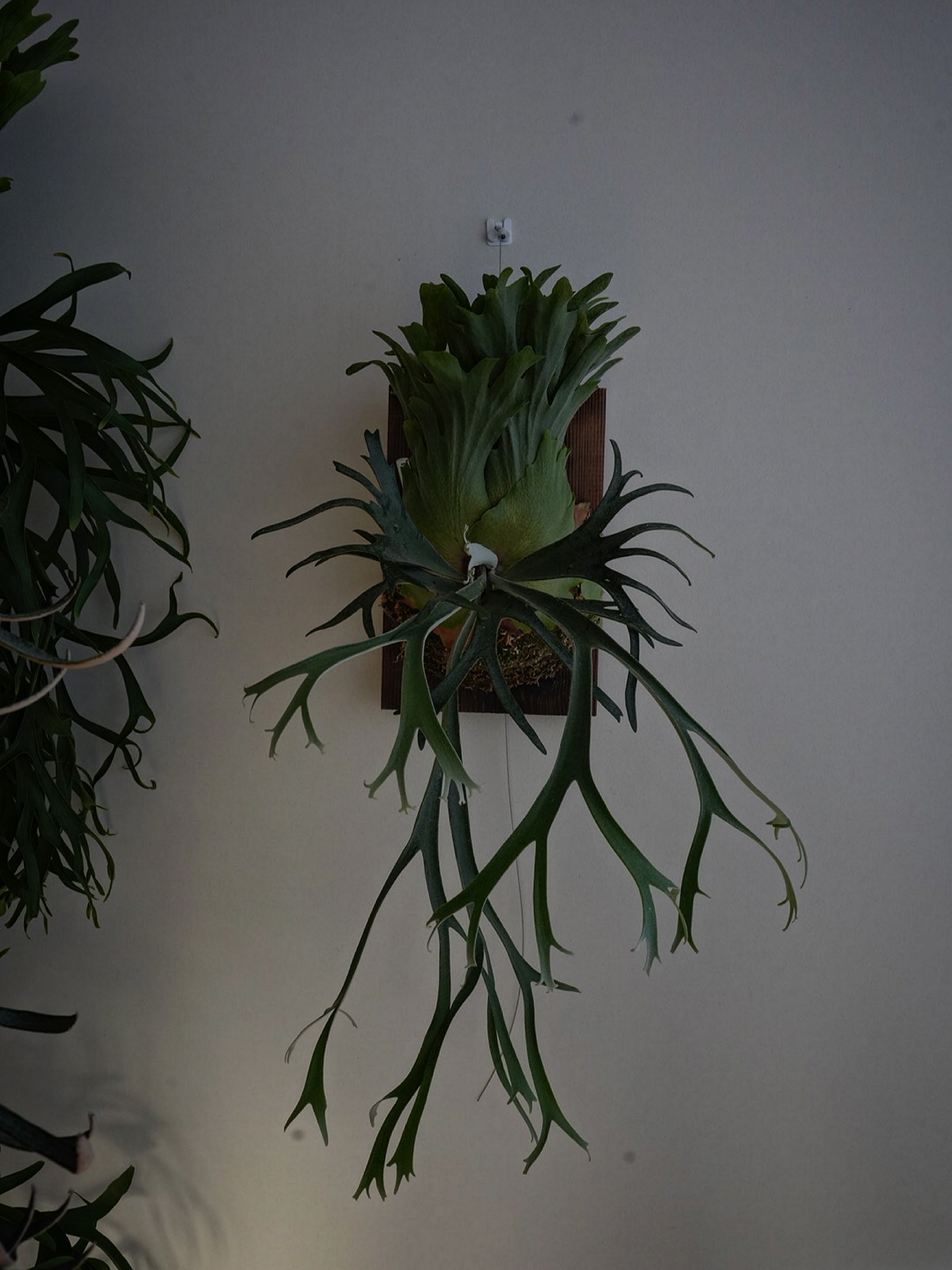 P.willinckii 伊弉諾 from @big_bell.plants_aqua 肥満体型のボ