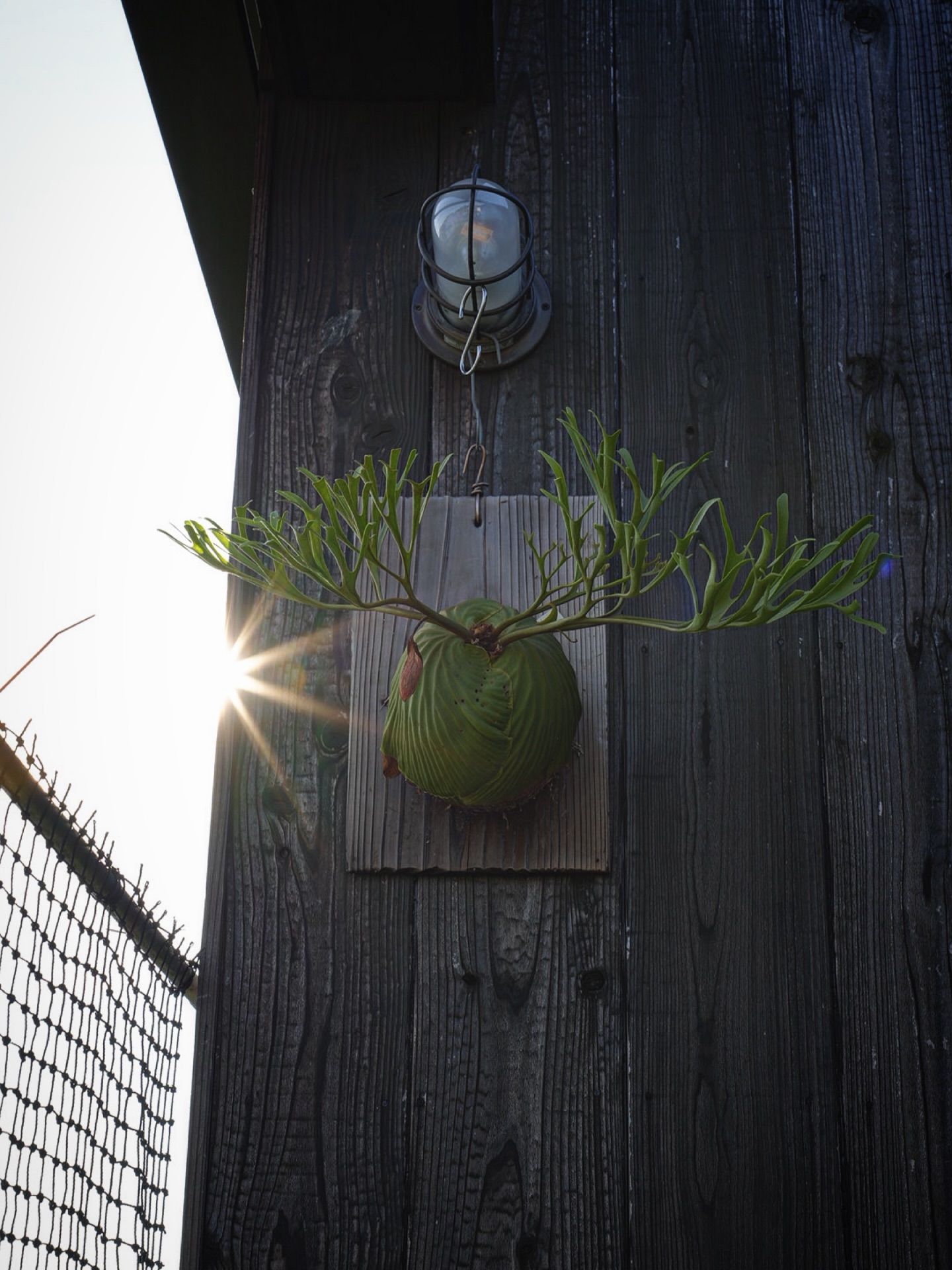 P.ridleyi nano from @katsu_hibino リドレイはなんぼあってもいいです