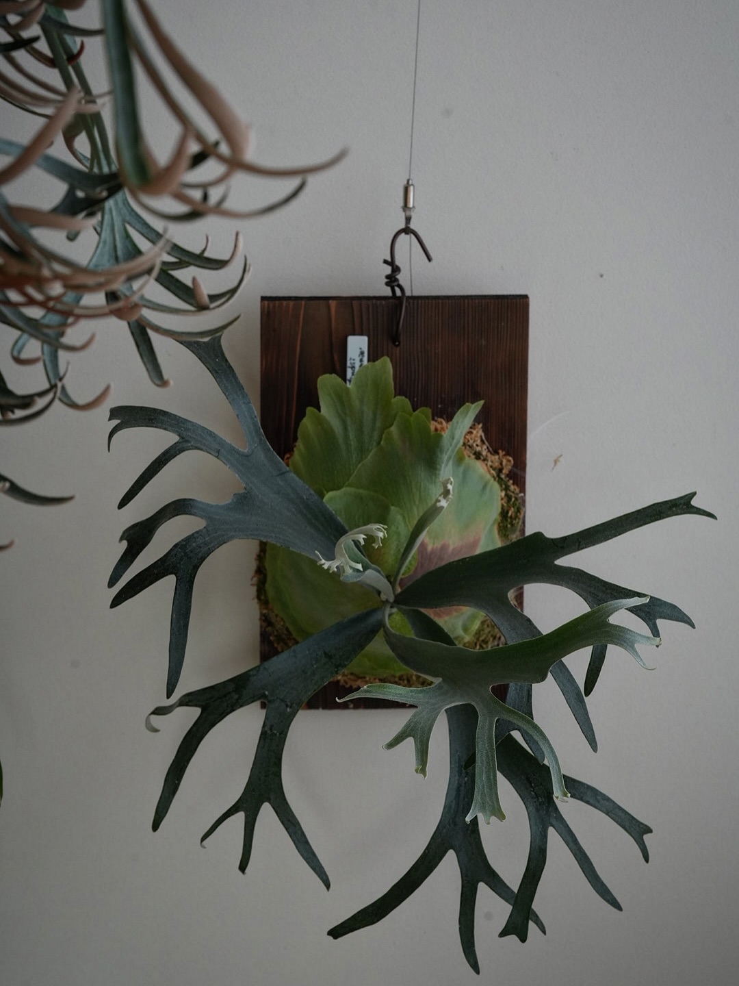 P.willinckii winnie from @big_bell.plants_aqua 暴れて