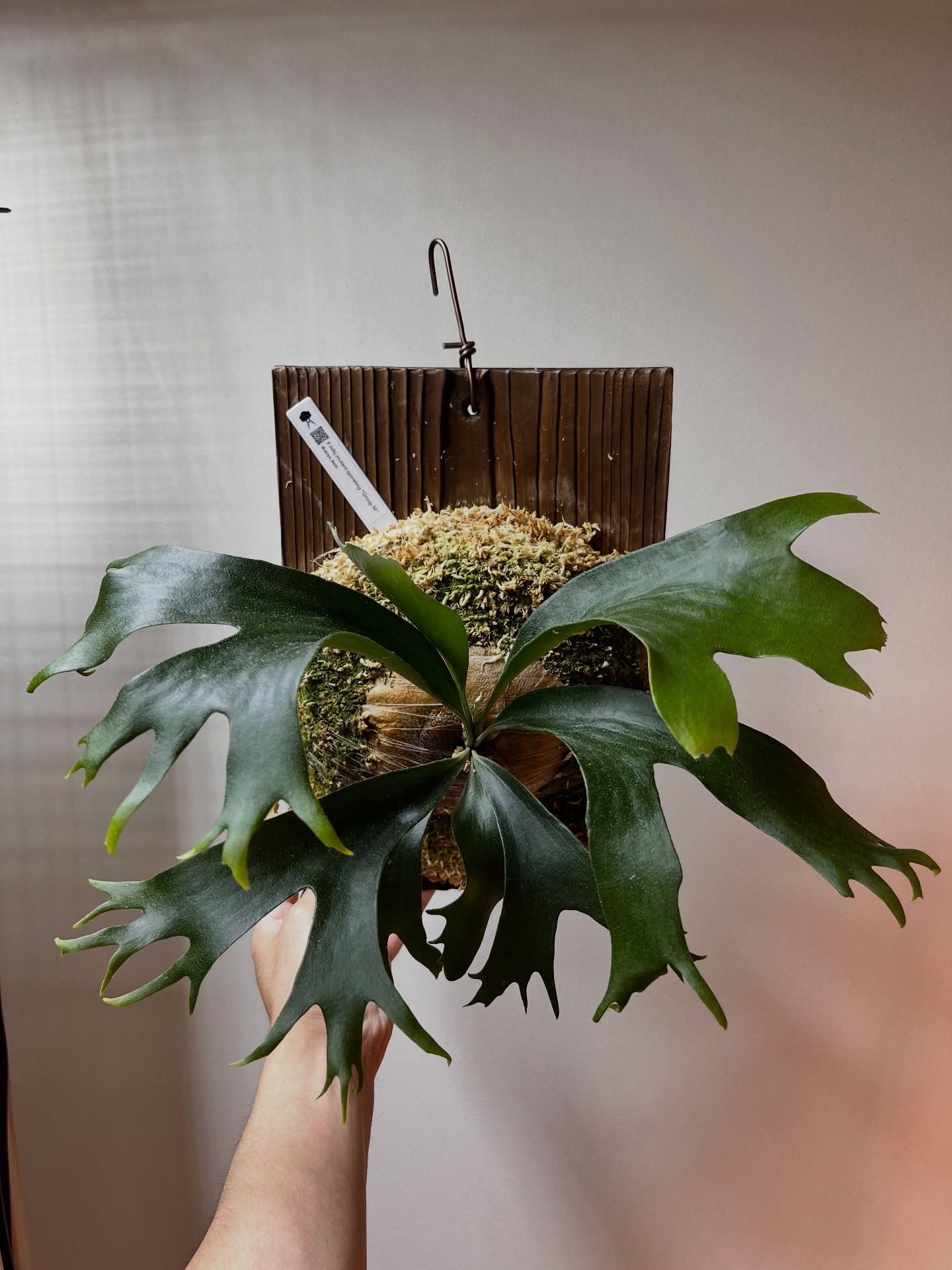 P.hillii mutant sporeling “Group M” From @ukiyo_be