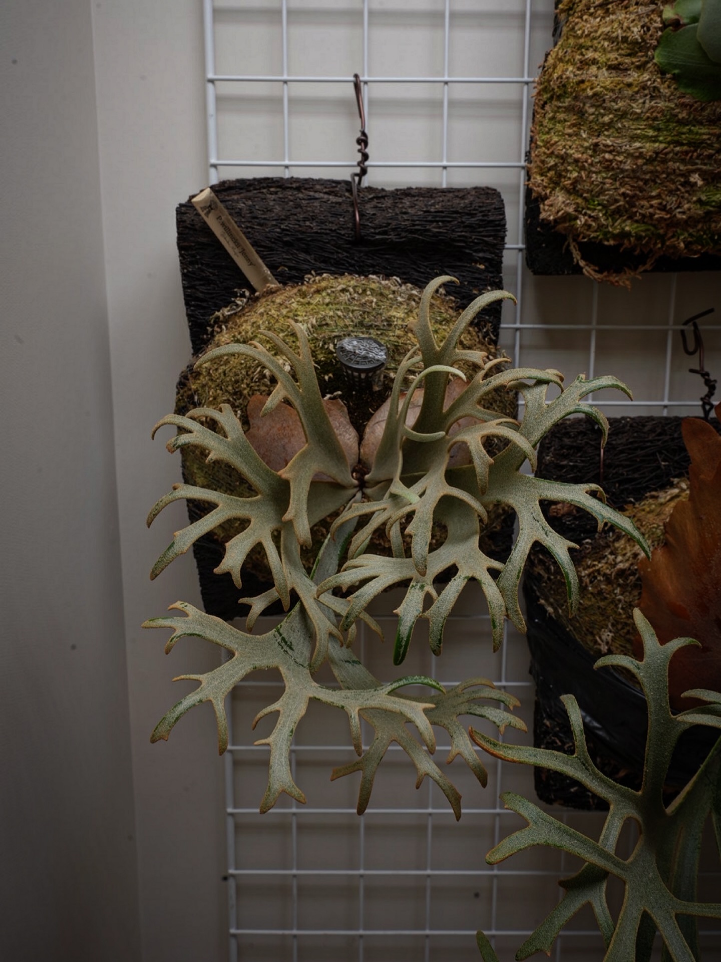 P.willinckii ‘Jenny’ from @bikakumafia 魂斗羅スピリッツの中ボ