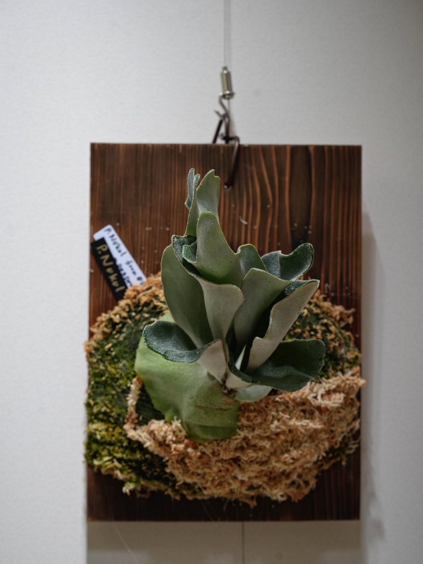 P.Nukul from @ponpowan 流通してるはずなのにインスタで見かけないビカク。 他の