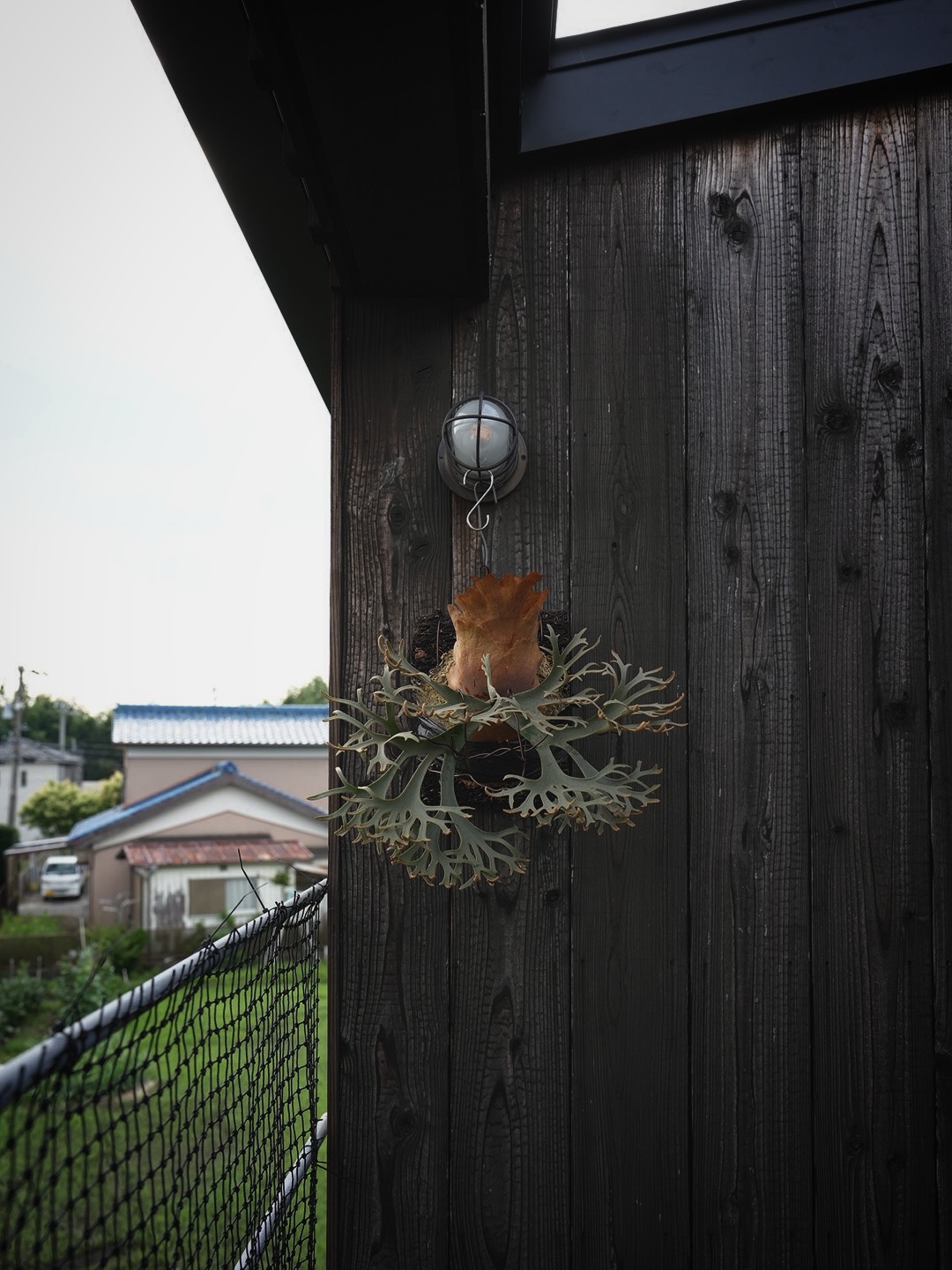 Platycerium willinckii OMG インドネシアの火山島から三重県へ。 シダの奇妙