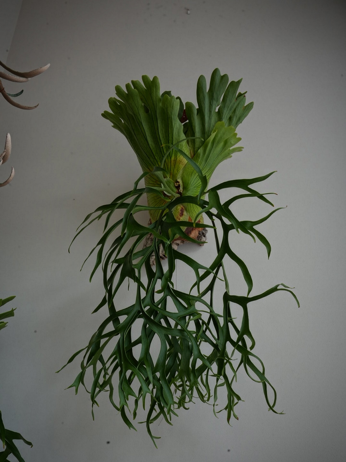 P.coronarium waiwai from @vandaka_plants タケさんの粘土フィ