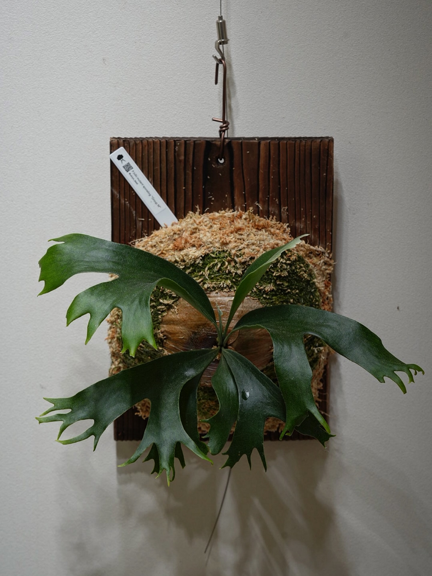 P.hillii mutant sporeling “Group M” From @ukiyo_be