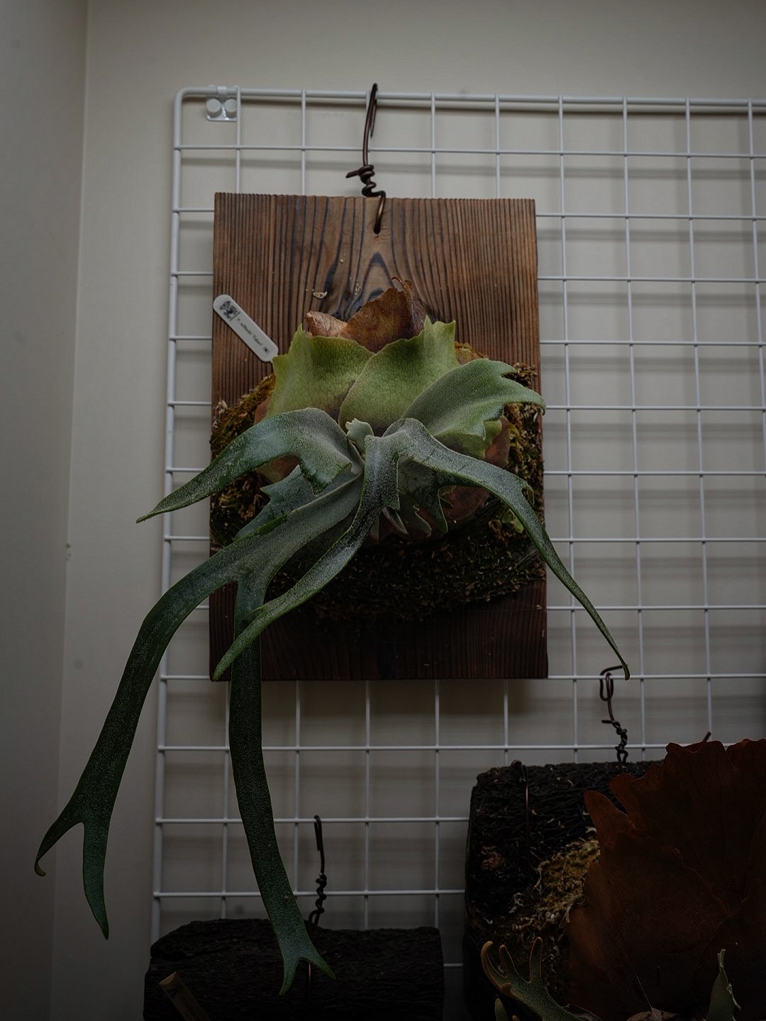 P.willinckii tobari from @pine.field.garage 独特なビカク