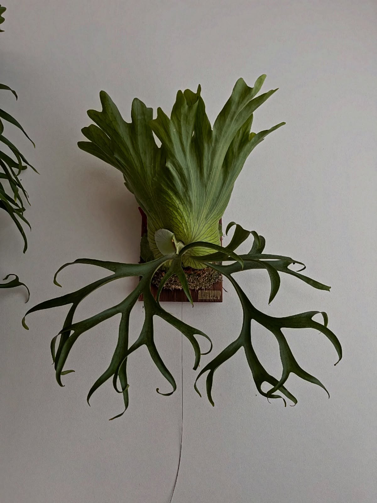 P.coronarium from @katsu_hibino 貯水葉はいいかんじ あとはくるくるの