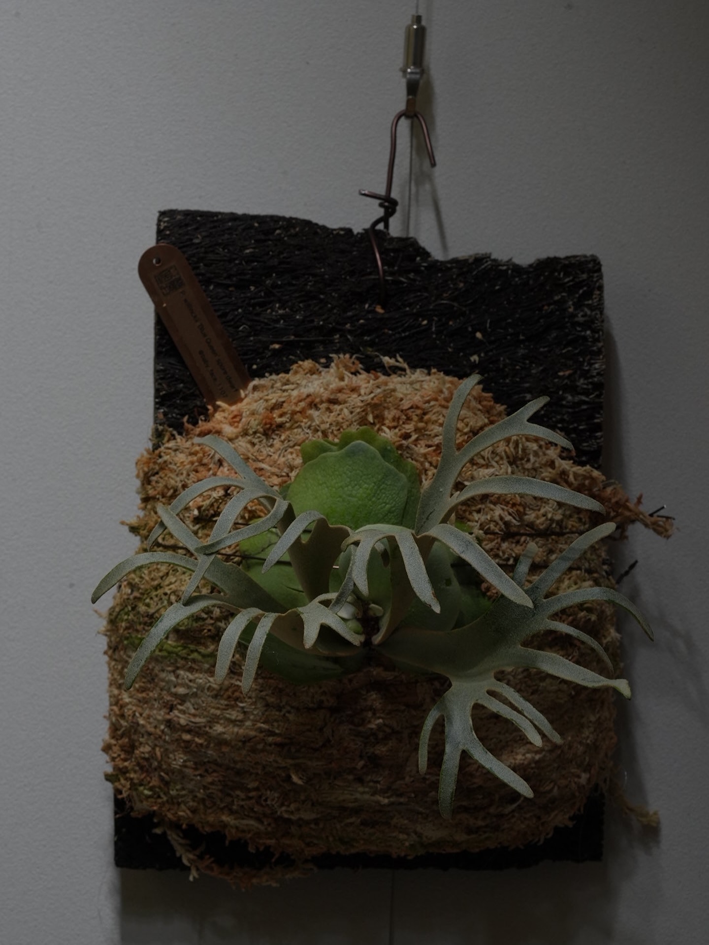 Platycerium willinckii 'Blue Queen' spore dwarf fr