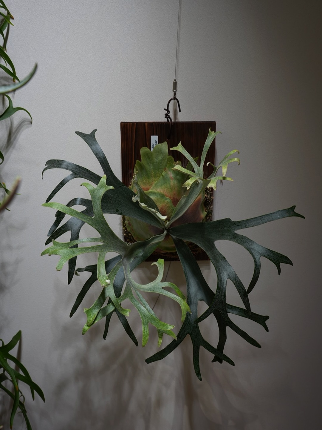 P.willinckii winnie from @big_bell.plants_aqua ベルさ