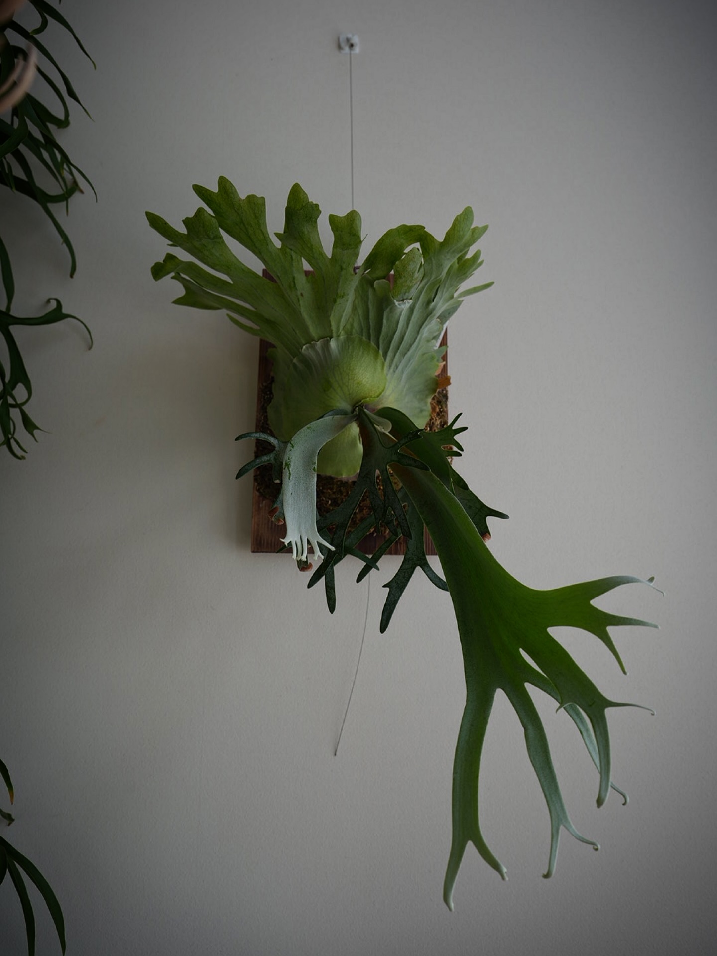 P.willinckii gabriel from @iggy421 確かに胞子葉が素直じゃない感じ