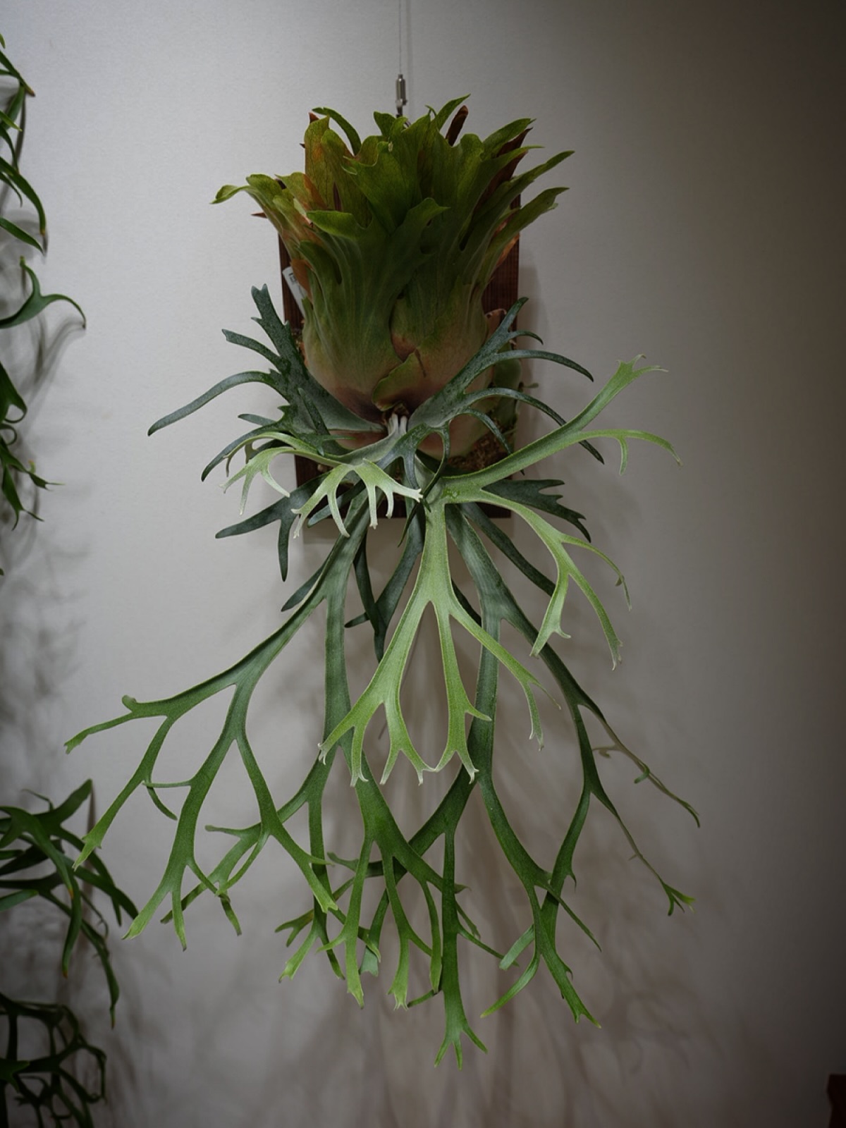 P.willinckii 伊弉諾 from @big_bell.plants_aqua この細葉がた