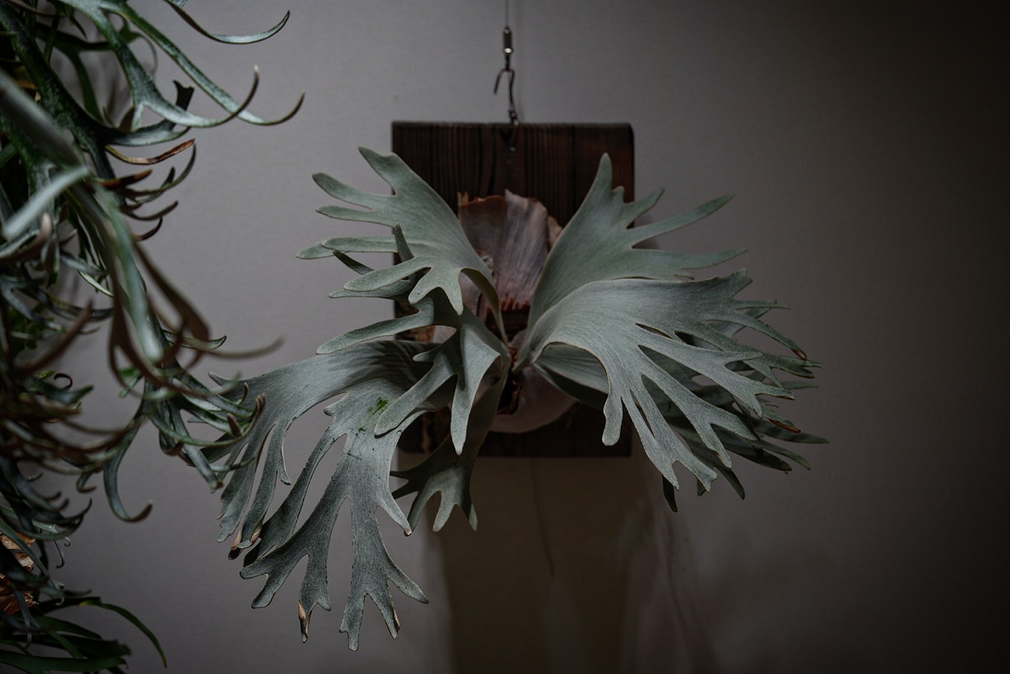 P.White gizmo ギズモの写真はストラクチャ、シャドウ、ビネットで編集すると良いかも。