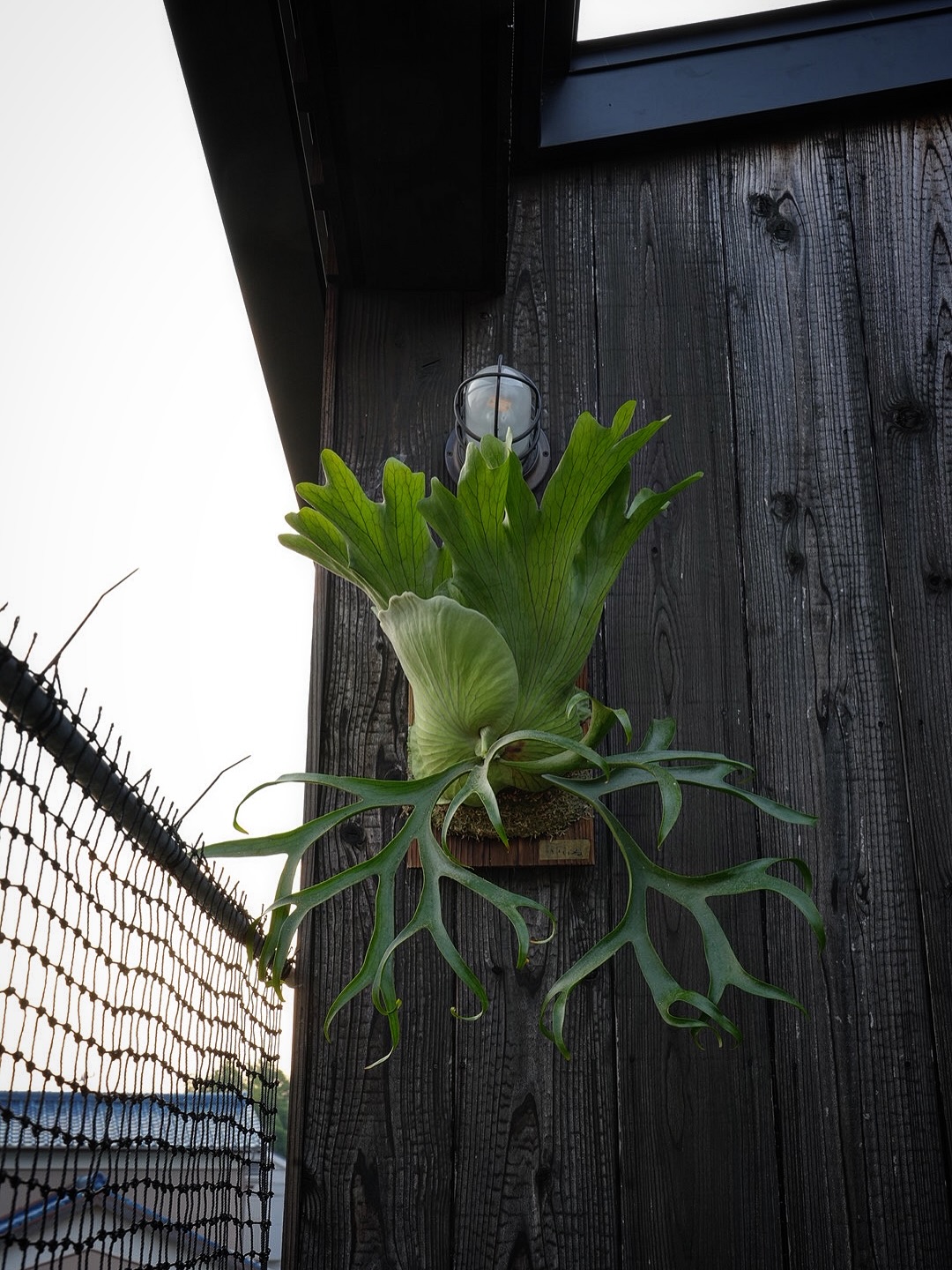 P.coronarium from @katsu_hibino コロナリウムはいいぞ。 コロナは個体