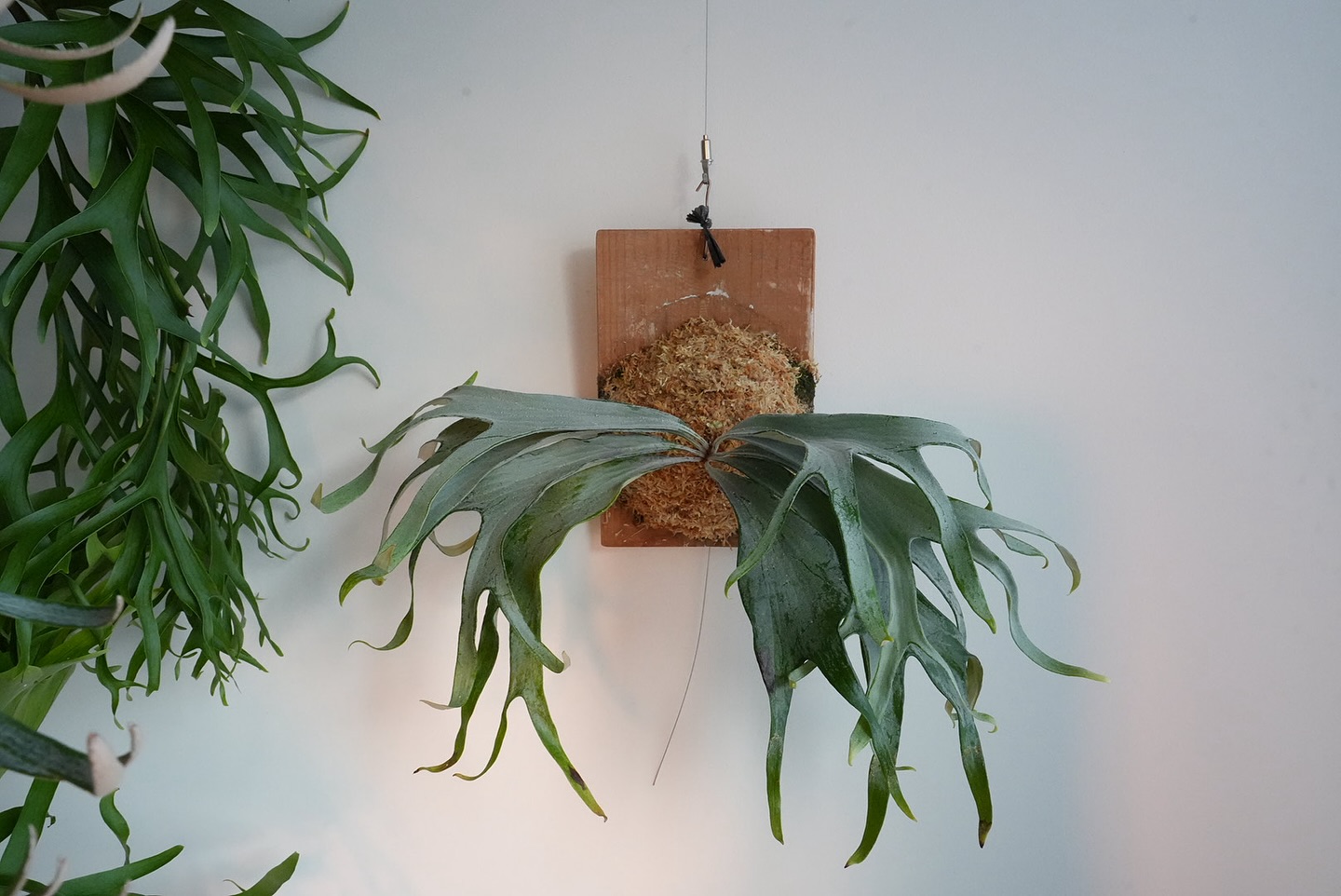 P.mt lewis 白い方