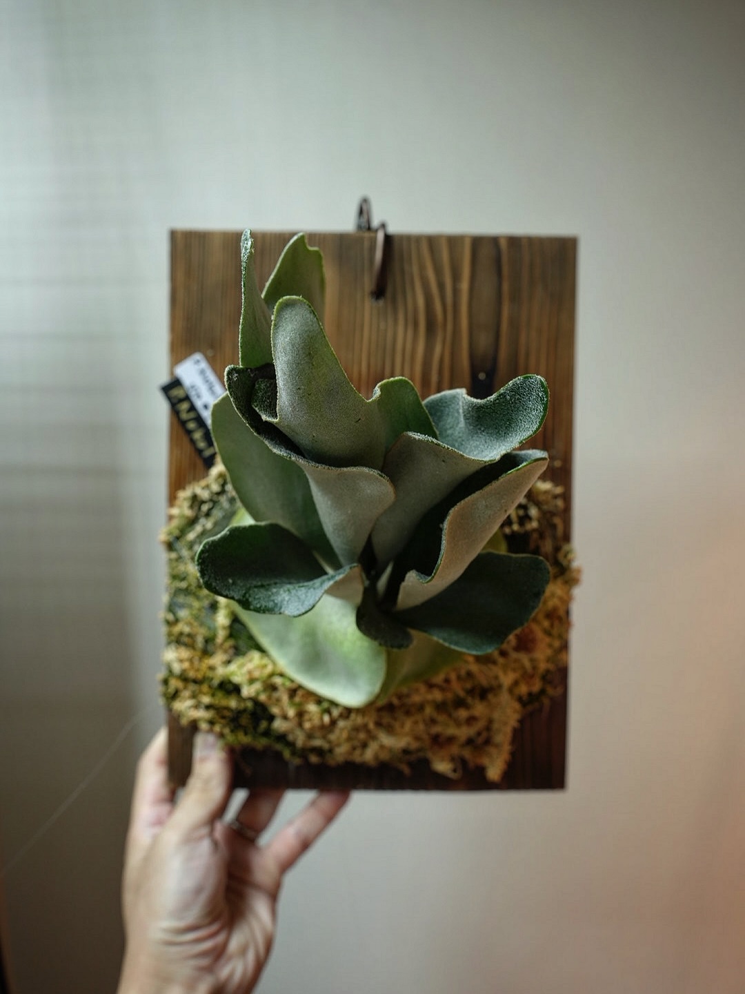 P.Nukul from @ponpowan 細葉もいいけど広葉もいい。 現在では名前のあるビカクは