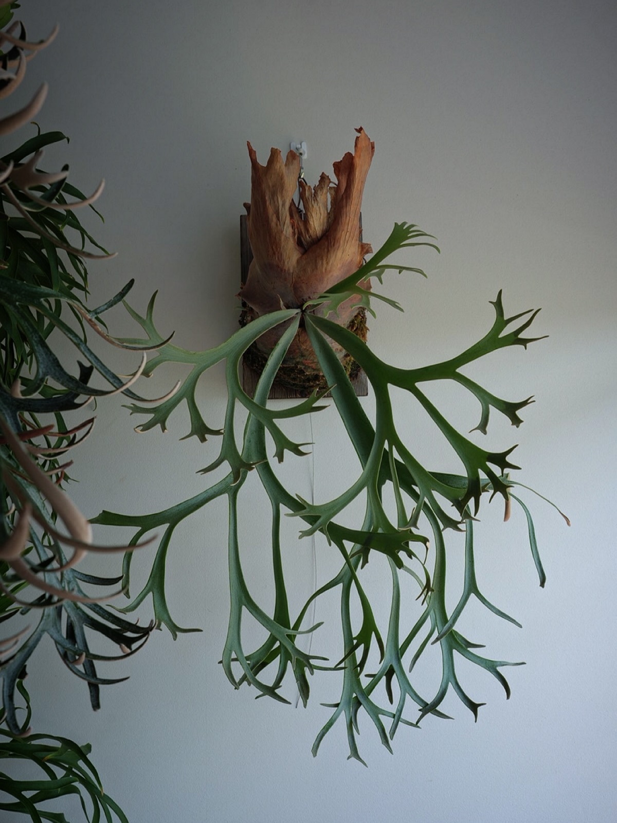 P.willinckii blue queen そろそろ貯水葉ターンかな。 次こそは立派な貯水葉を見