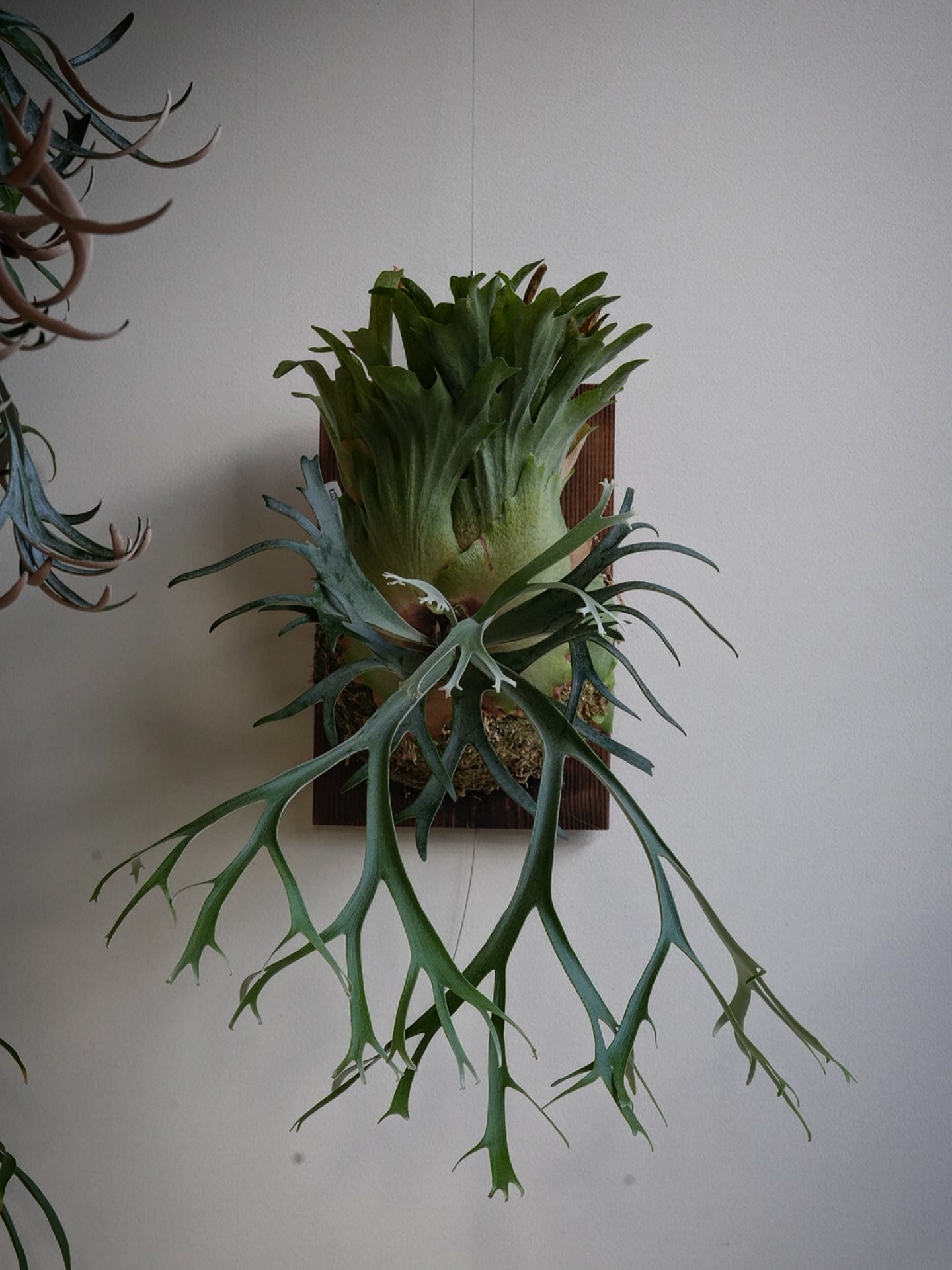 P.willinckii 伊弉諾 from @big_bell.plants_aqua 伊奘諾は人に