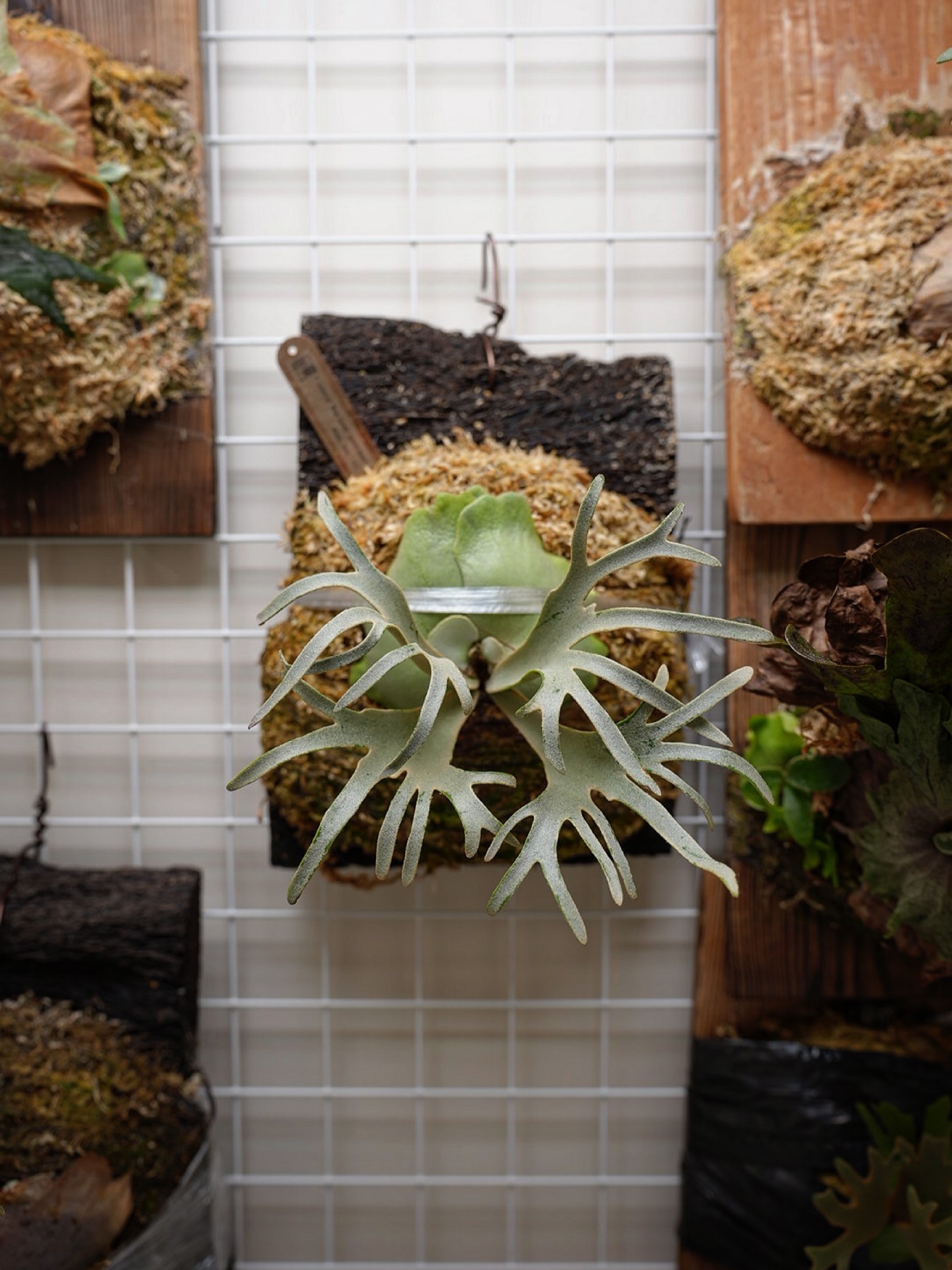 Platycerium willinckii 'Blue Queen' spore dwarf fr