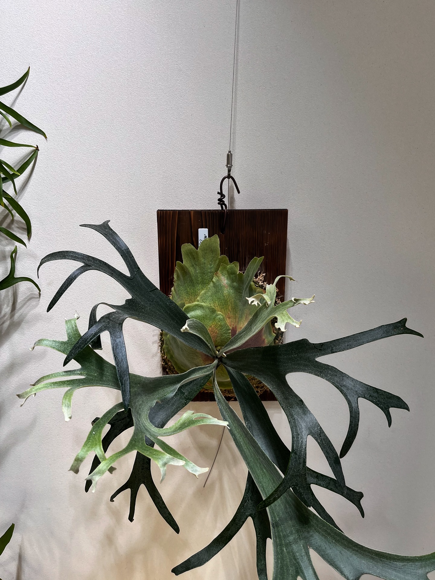 P.willinckii winnie from @big_bell.plants_aqua シワシ