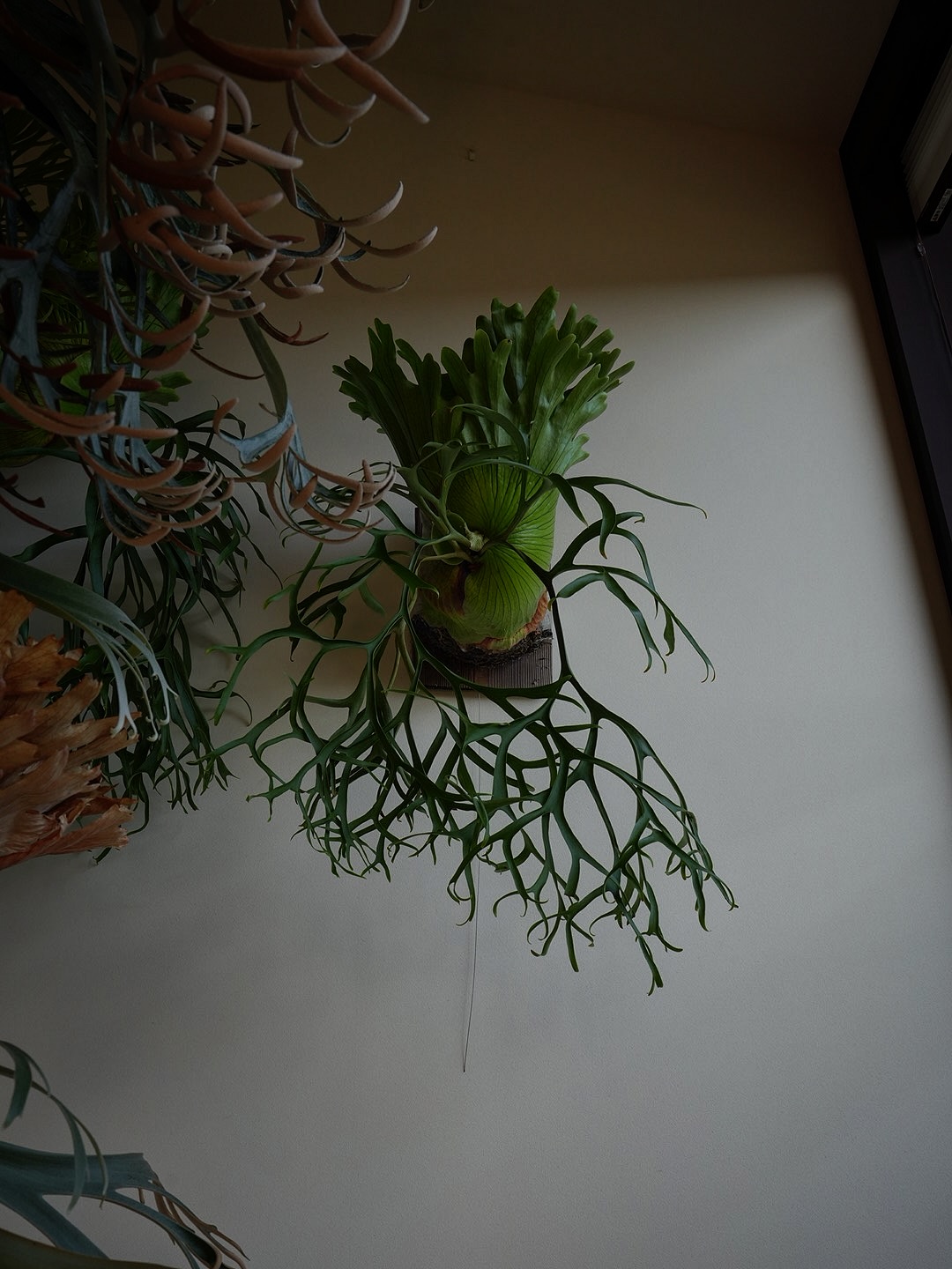 P.coronarium from @katsu_hibino コロナリウムはいいぞ。