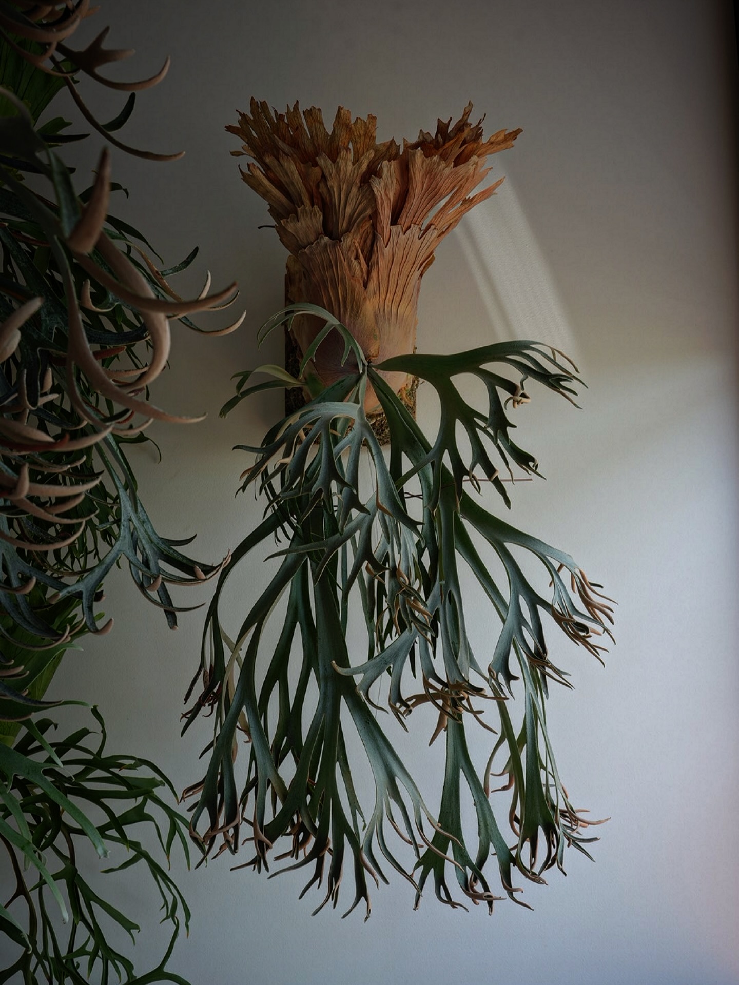 P.willinckii 月光爪哇 from @comolebi_plants デカい株をカッコいい