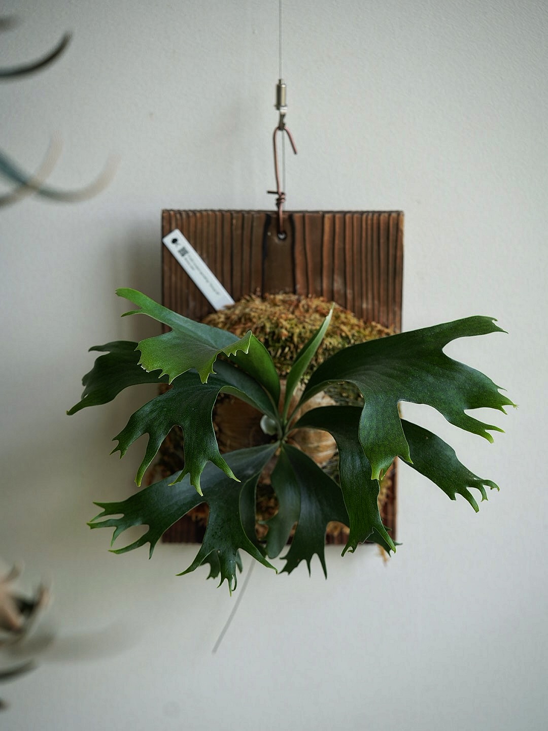 P.hillii mutant sporeling “Group M” From @ukiyo_be