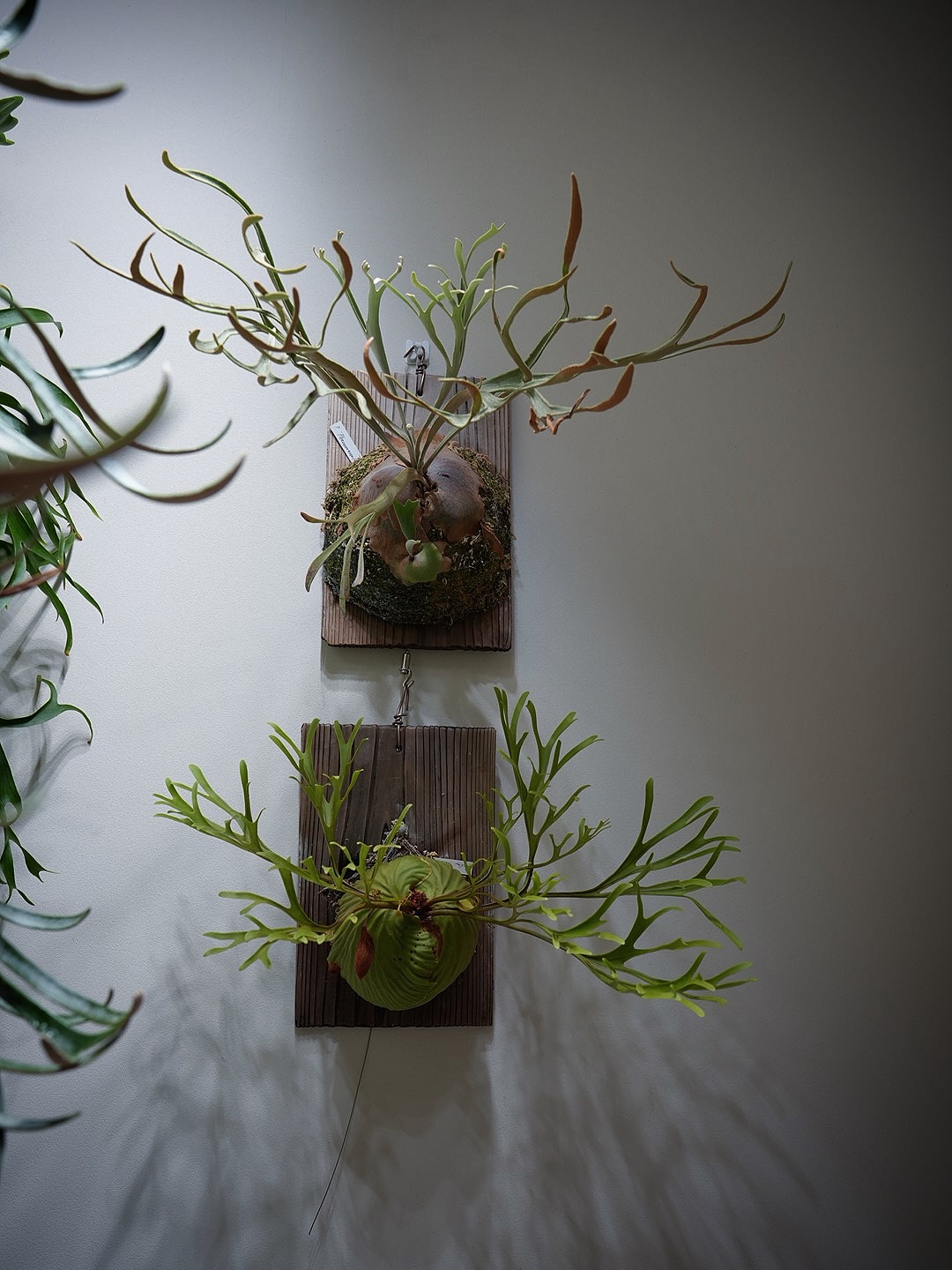 P.Phenomenal P.ridleyi nano from @katsu_hibino 個人的