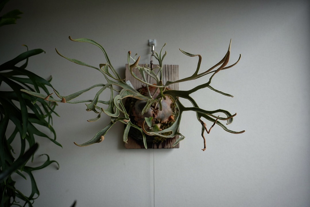 P.Phenomenal from @katsu_hibino いいね 話変わりますが生成AIってほ