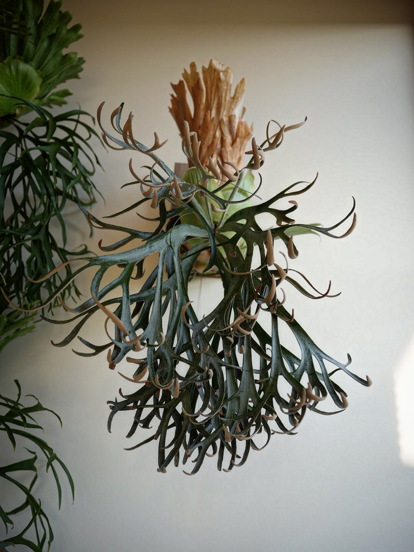 P.willinckii moonlight いいね