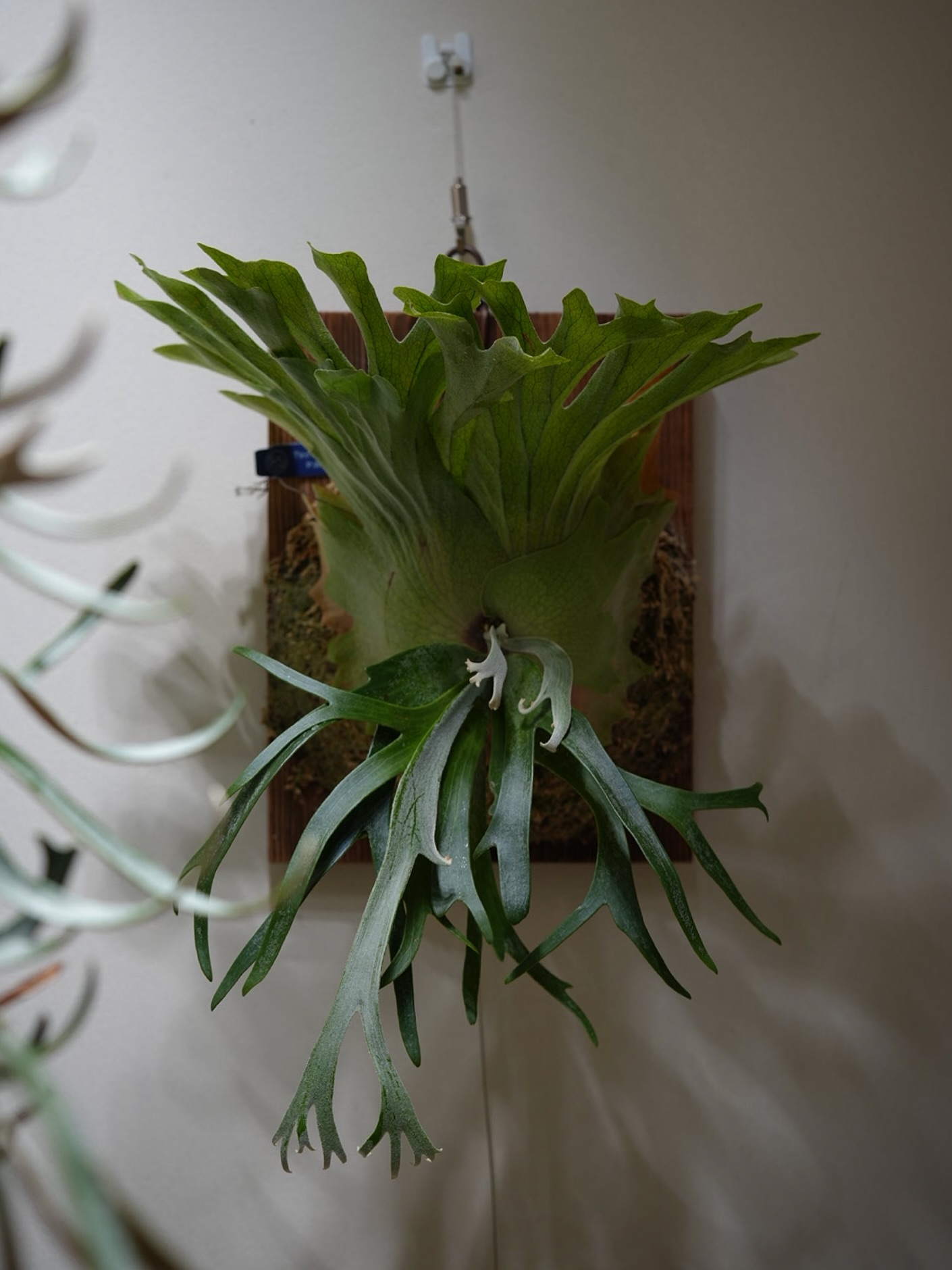 P.willinckii vanorn 胞子葉が奇形葉なのが悔やまれる。