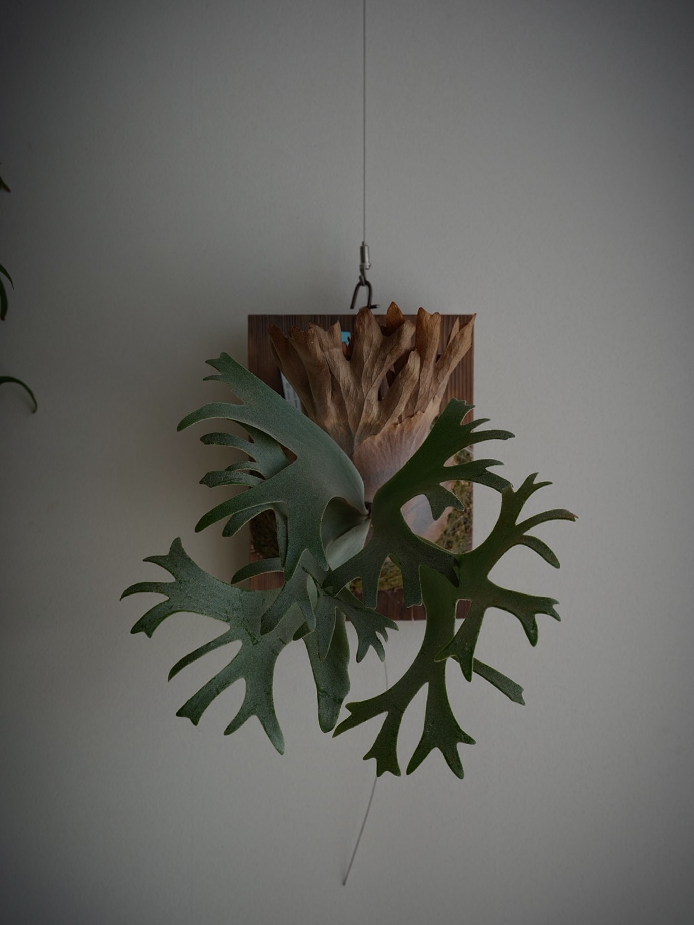 P.willinckii anne from @tmk_plants やっと成長点が動き始めた。たぶ