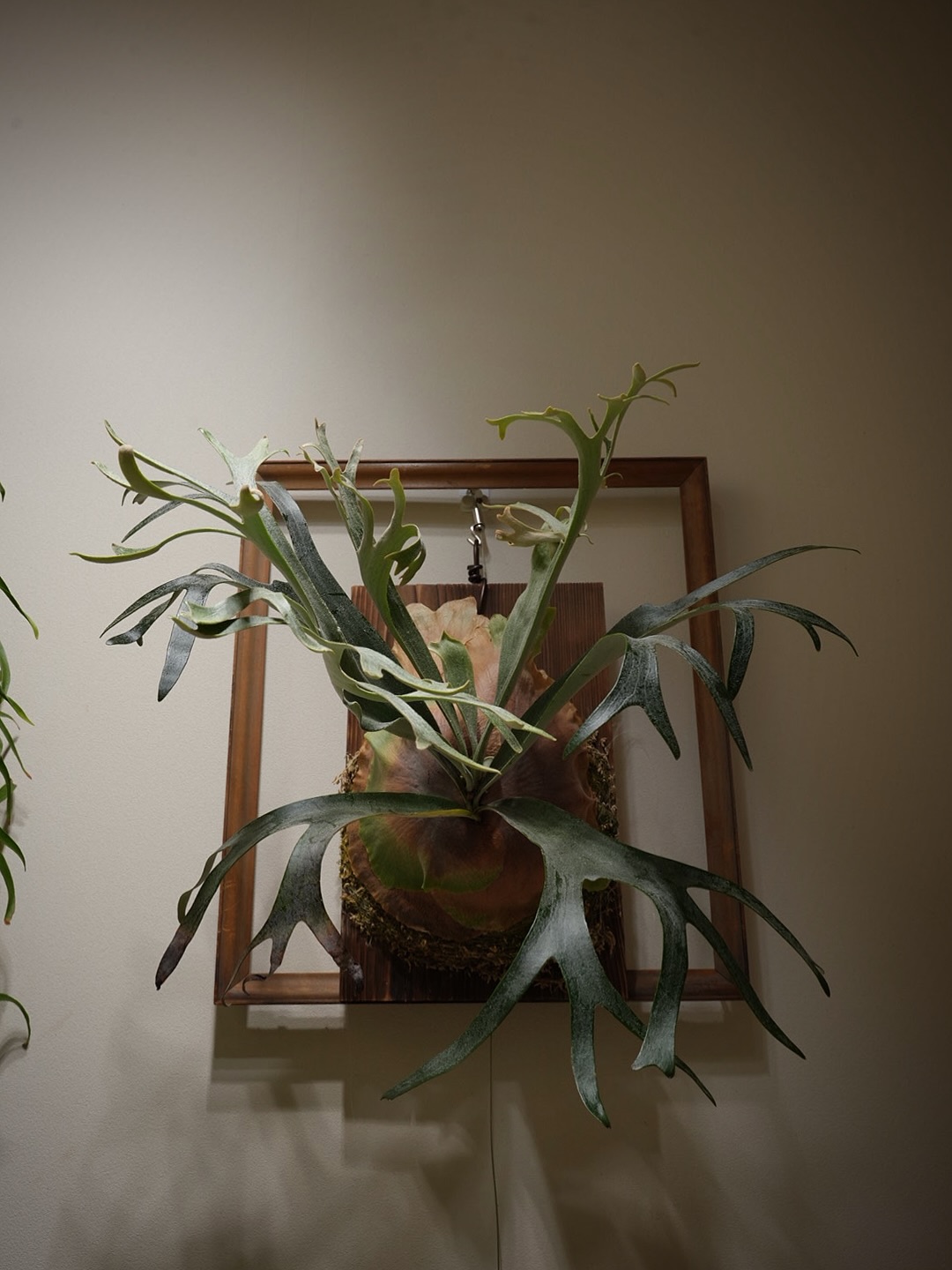 P.willinckii winnie from @big_bell.plants_aqua やっと