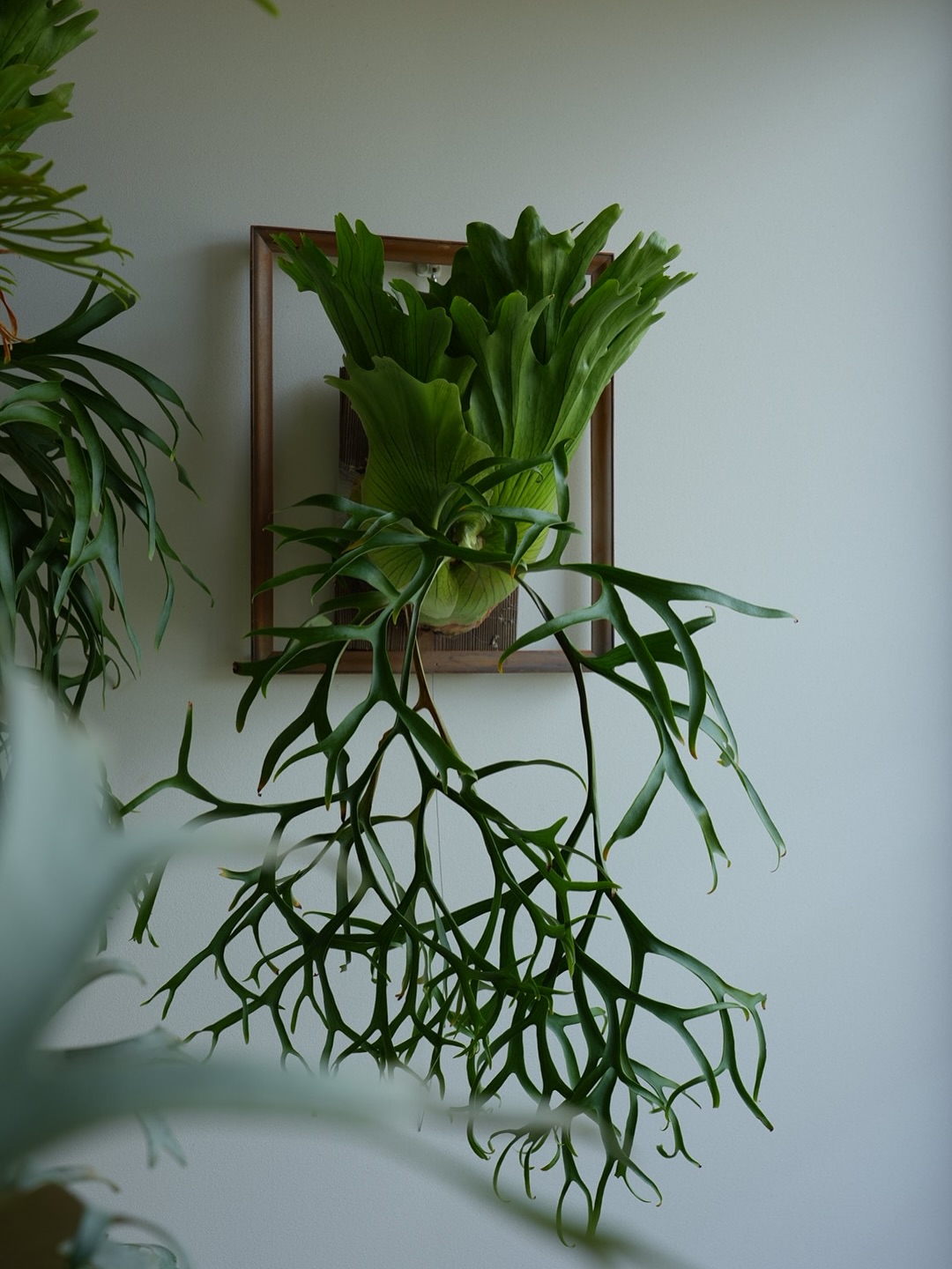 P.coronarium from @katsu_hibino コロナリウムはいいぞ