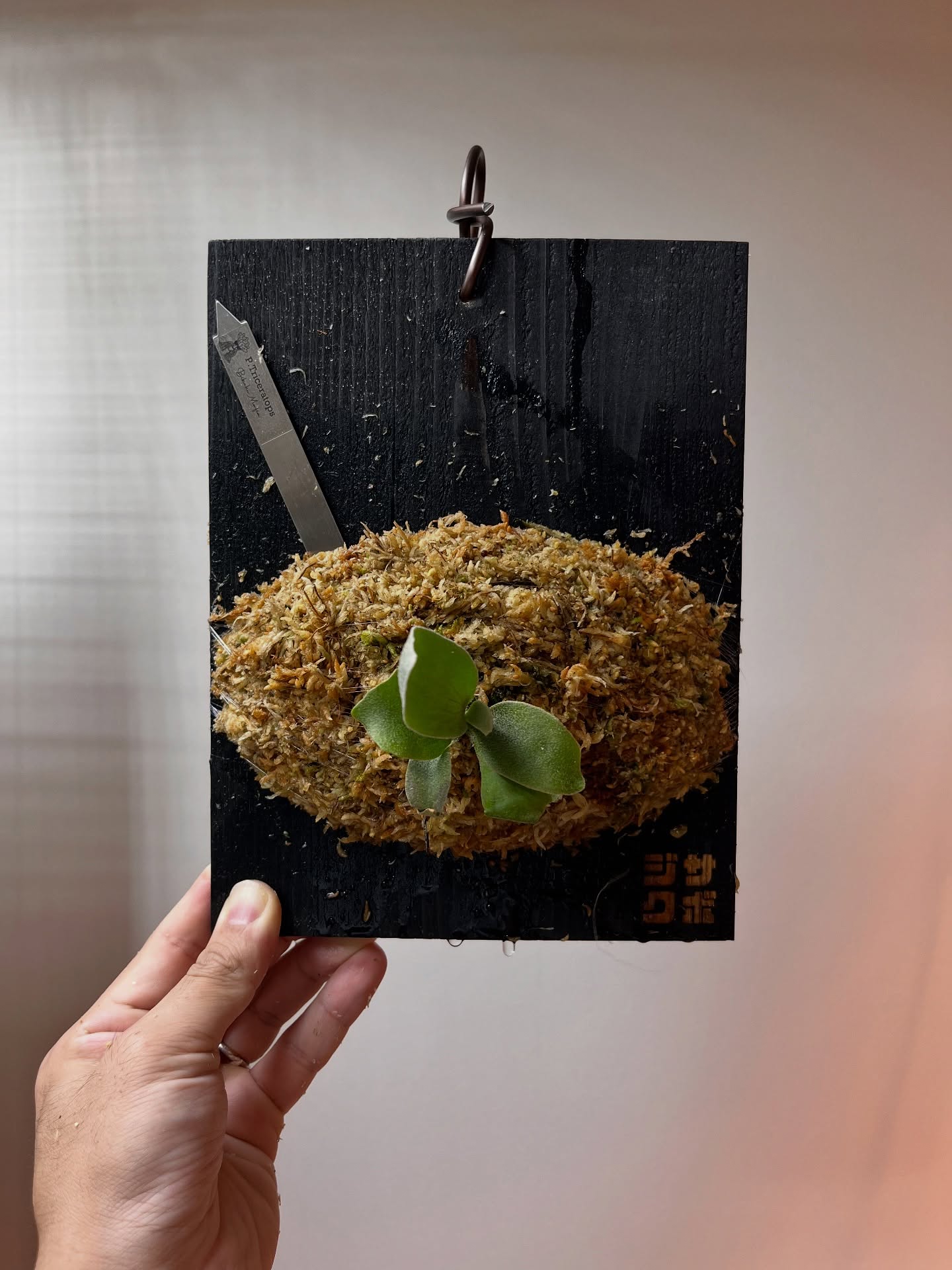 P.Triceratops from @botanical_mafia 前から気になってたビカクを買