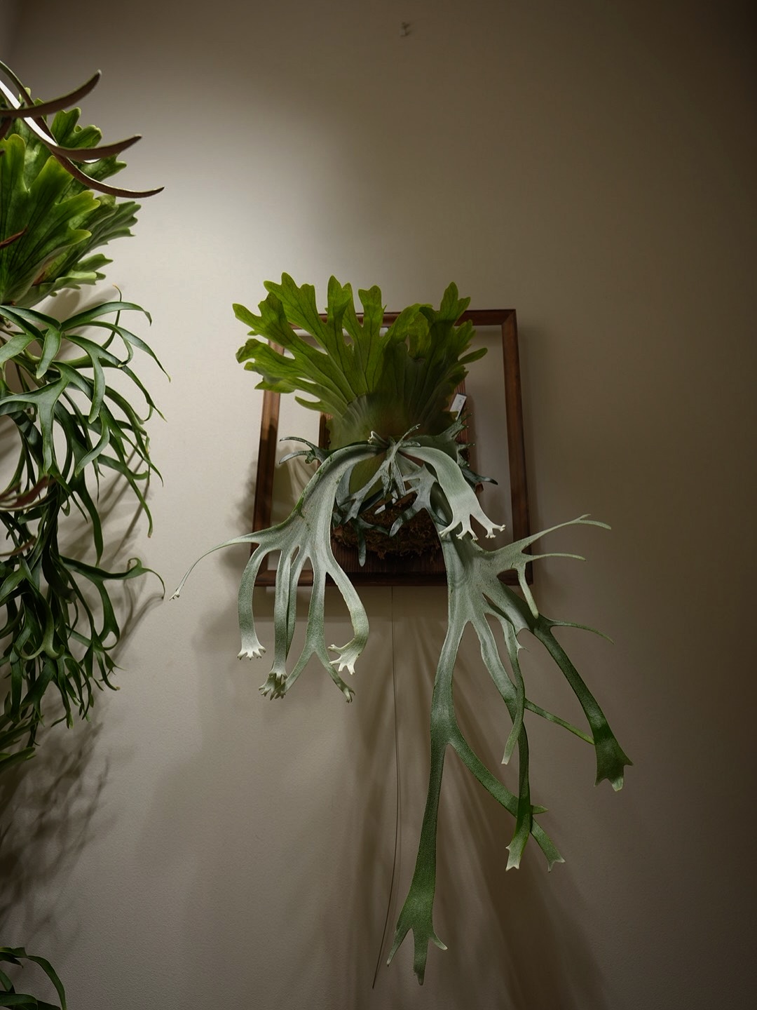 P.willinckii gabriel from @iggy421 ワイヤーなぞ使わなくても誘引は