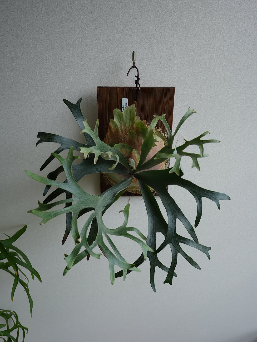 P.willinckii winnie from @big_bell.plants_aqua 写真じ