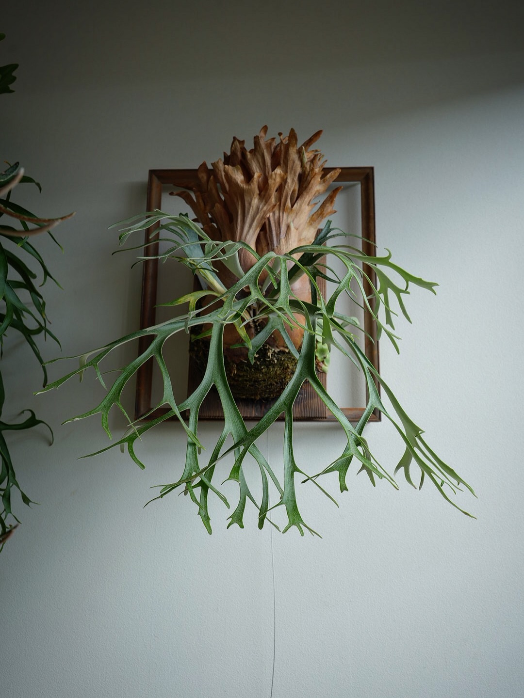 P.willinckii 伊弉諾 from @big_bell.plants_aqua 貯水葉ターン