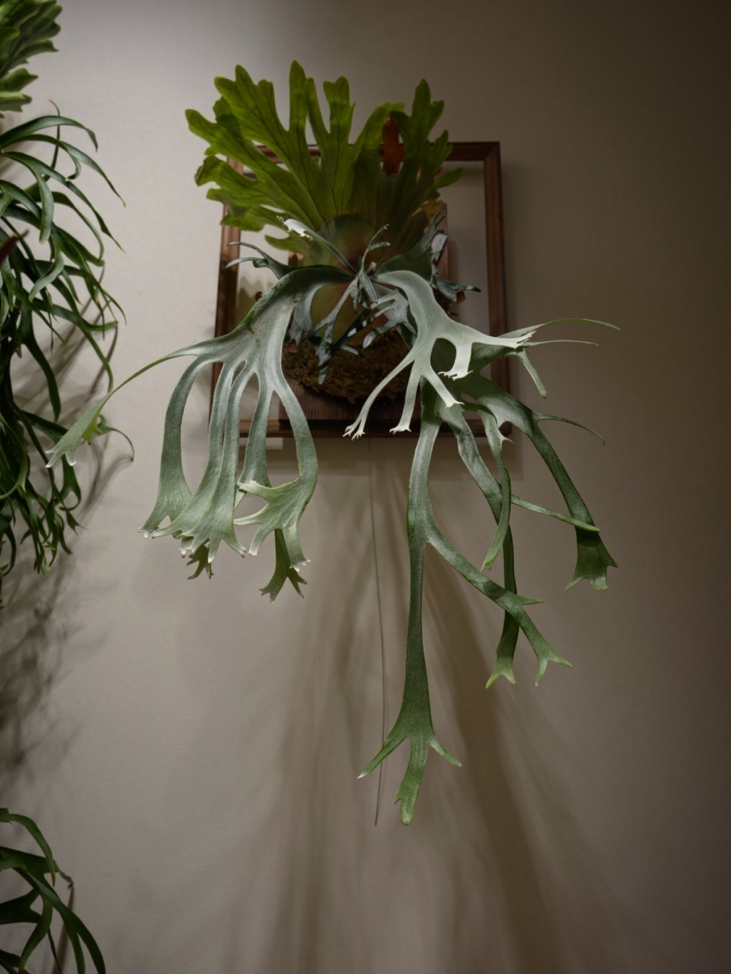 P.willinckii gabriel from @iggy421 なかなかのぴろぴろ力を持ってい