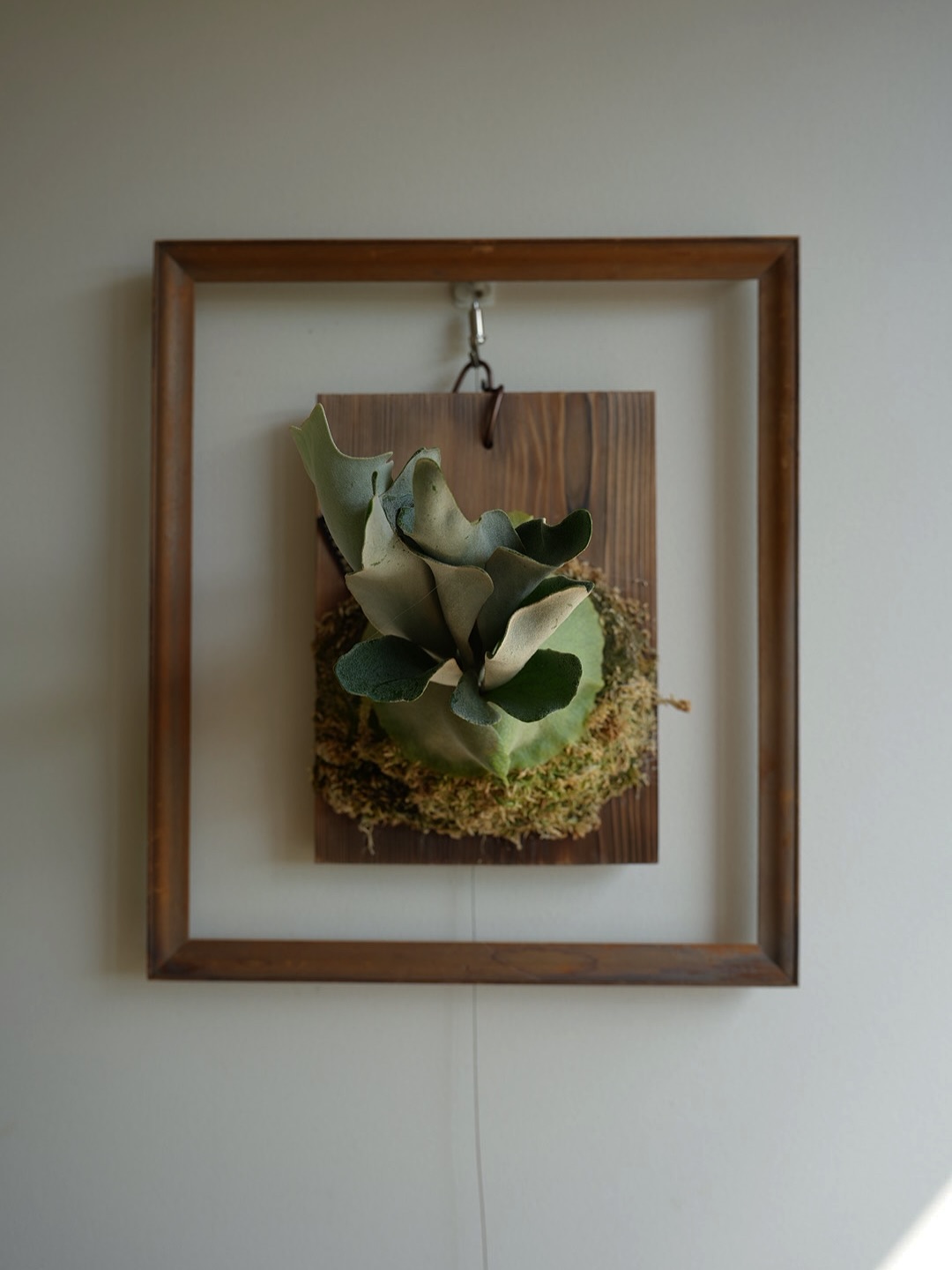 P.Nukul from @ponpowan ごんぶとな胞子葉のお出ましです。