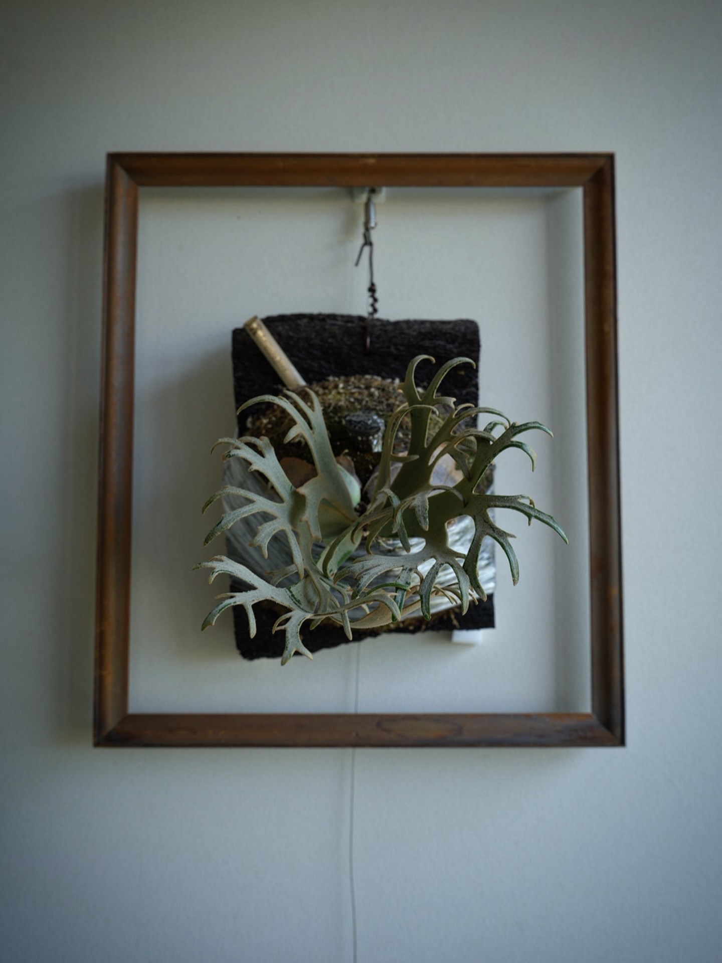 P.willinckii ‘Jenny’ from @bikakumafia やっと貯水葉が素早く動