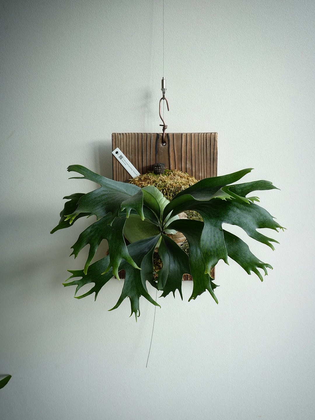 P.hillii mutant sporeling “Group M” From @ukiyo_be