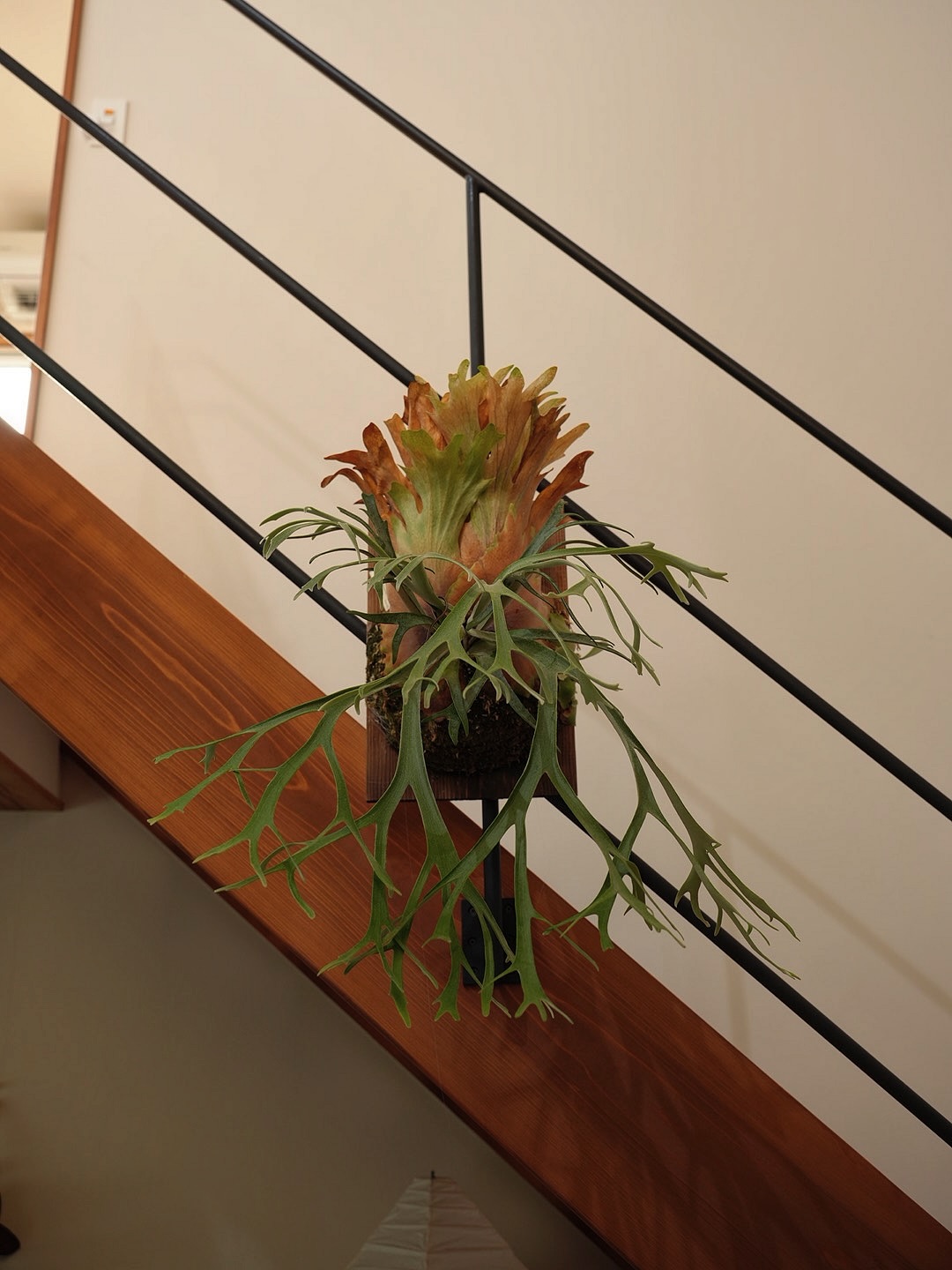 P.willinckii 伊弉諾 from @big_bell.plants_aqua 細葉がたまら