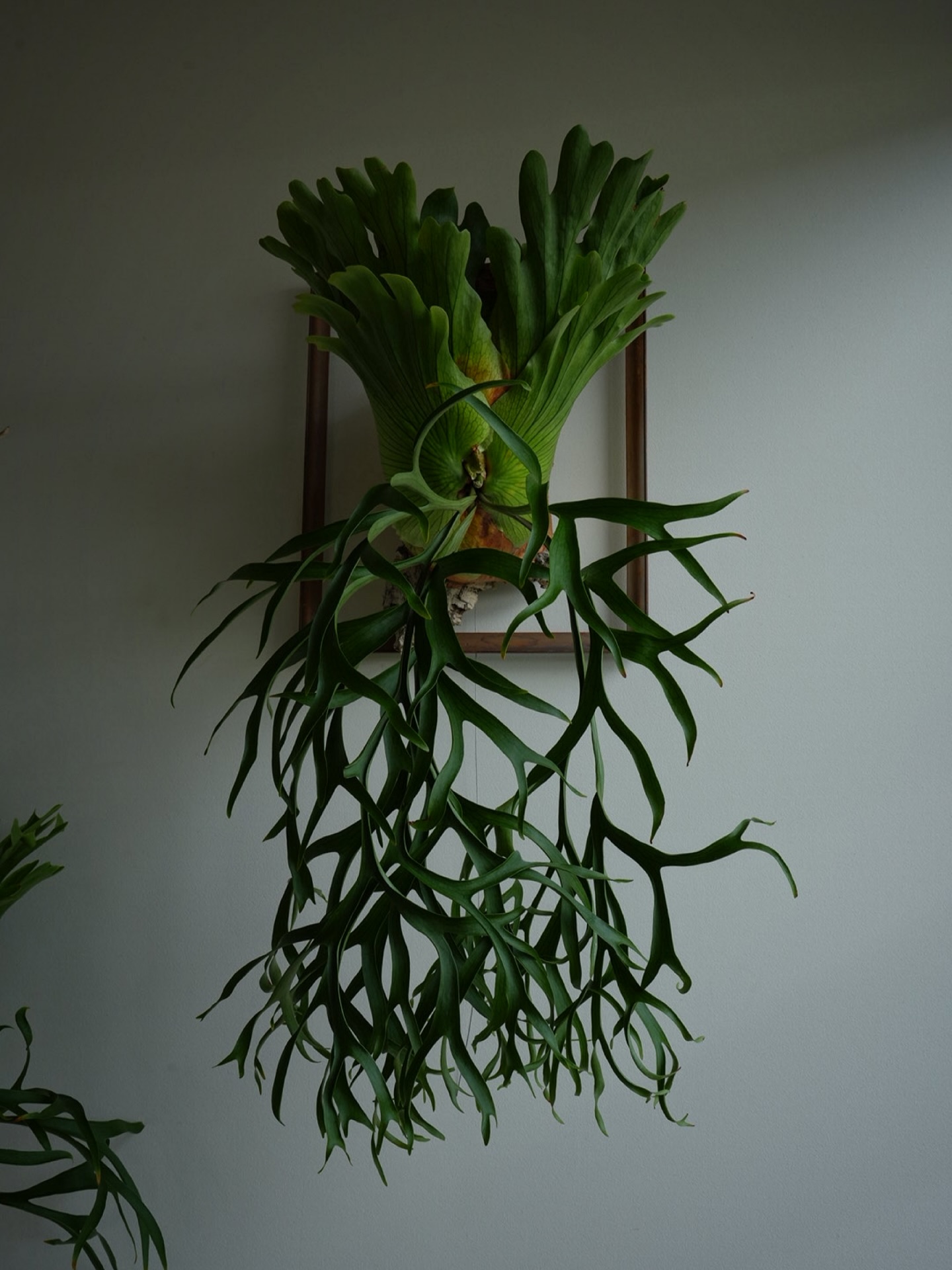 P.coronarium waiwai from @vandaka_plants コロナリウムはいい