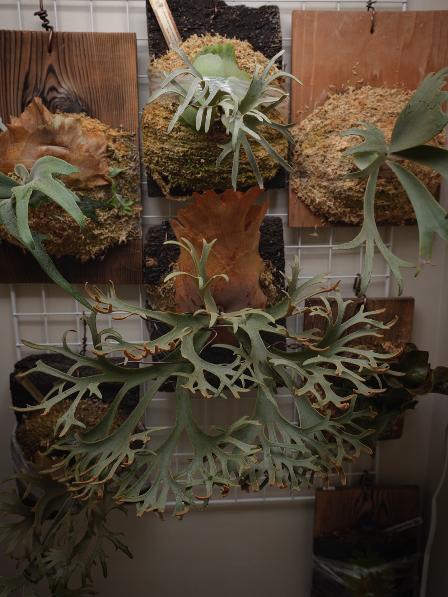 Platycerium willinckii OMG 最近成長遅いですわ。 いやですわ。